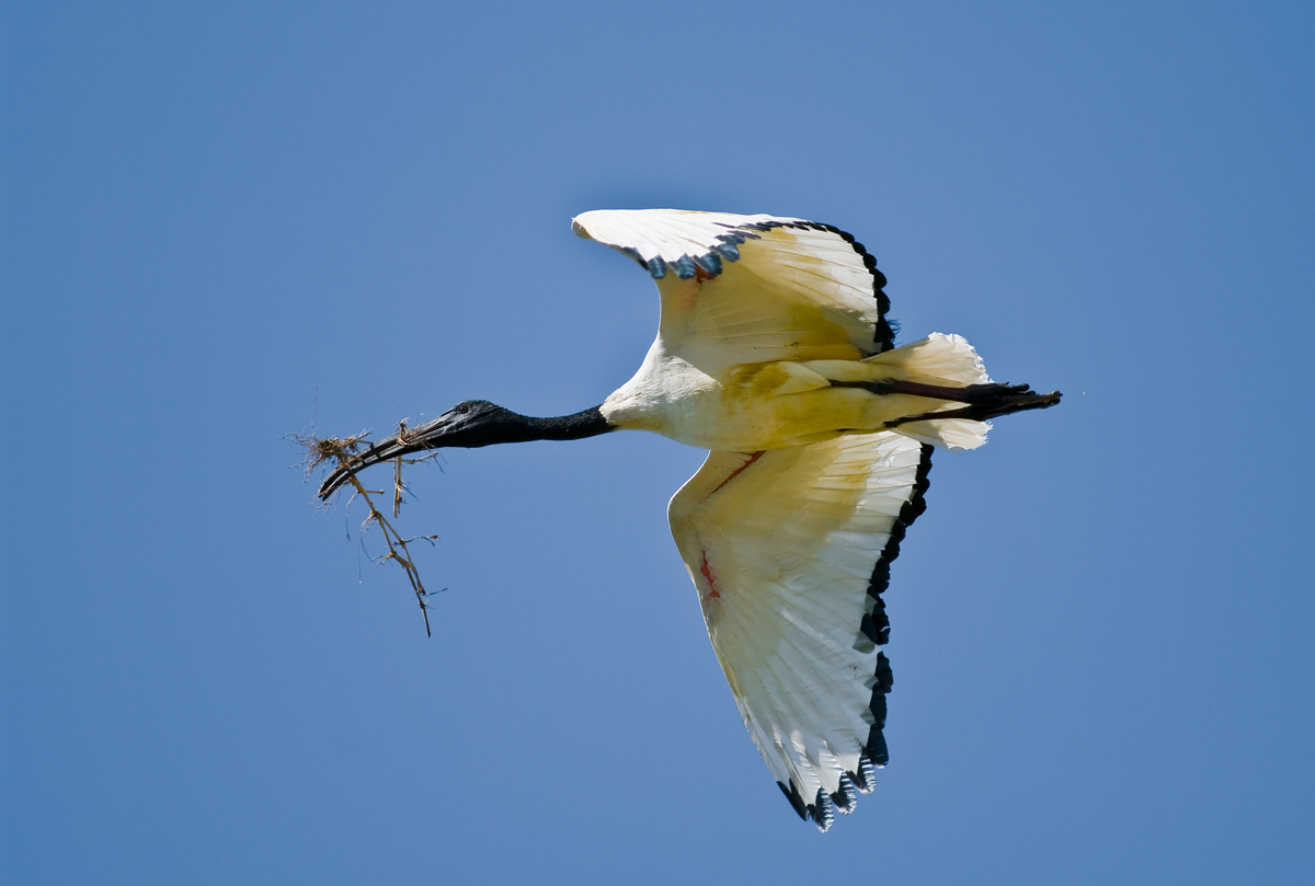 Ibis in volo sulle risaie del Novarese