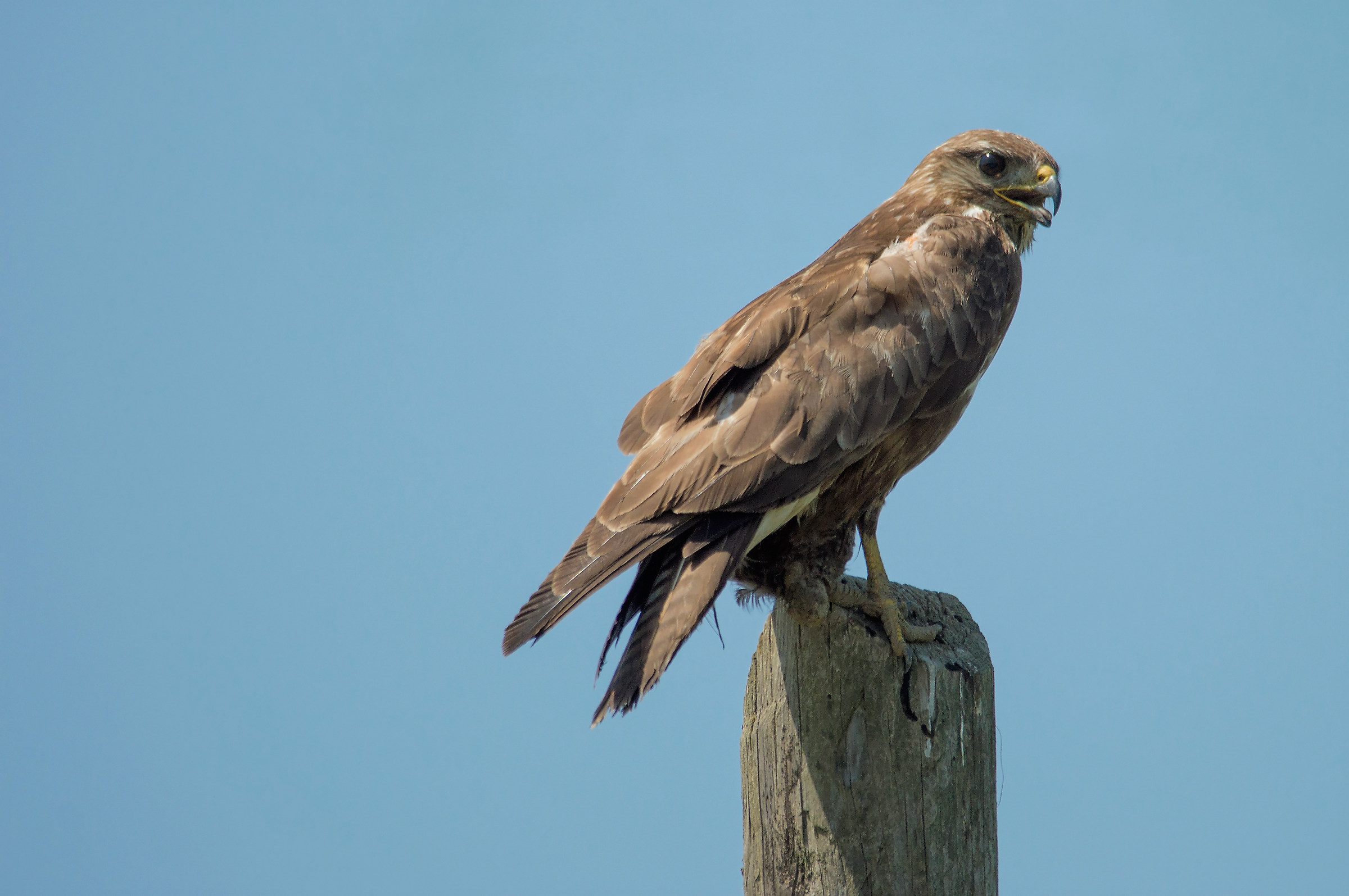 Buzzard