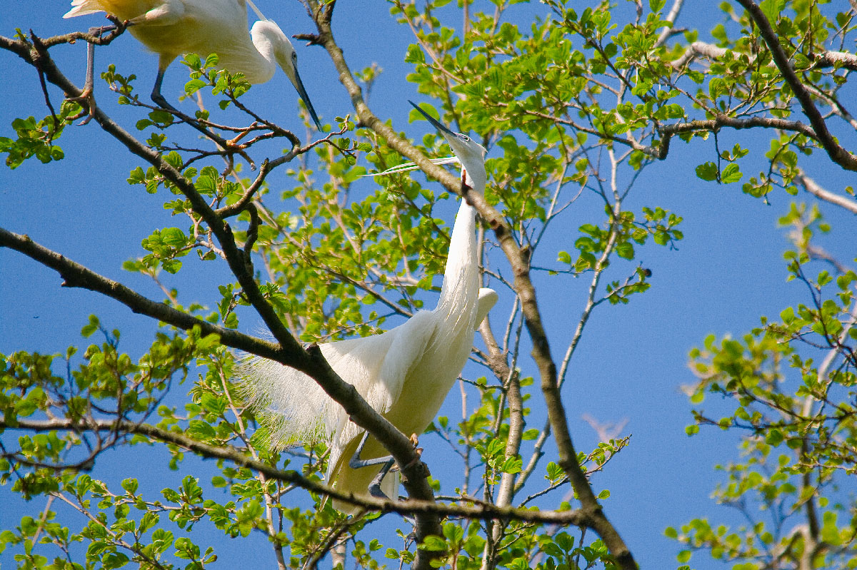 Garzetta saluta la sua compagna