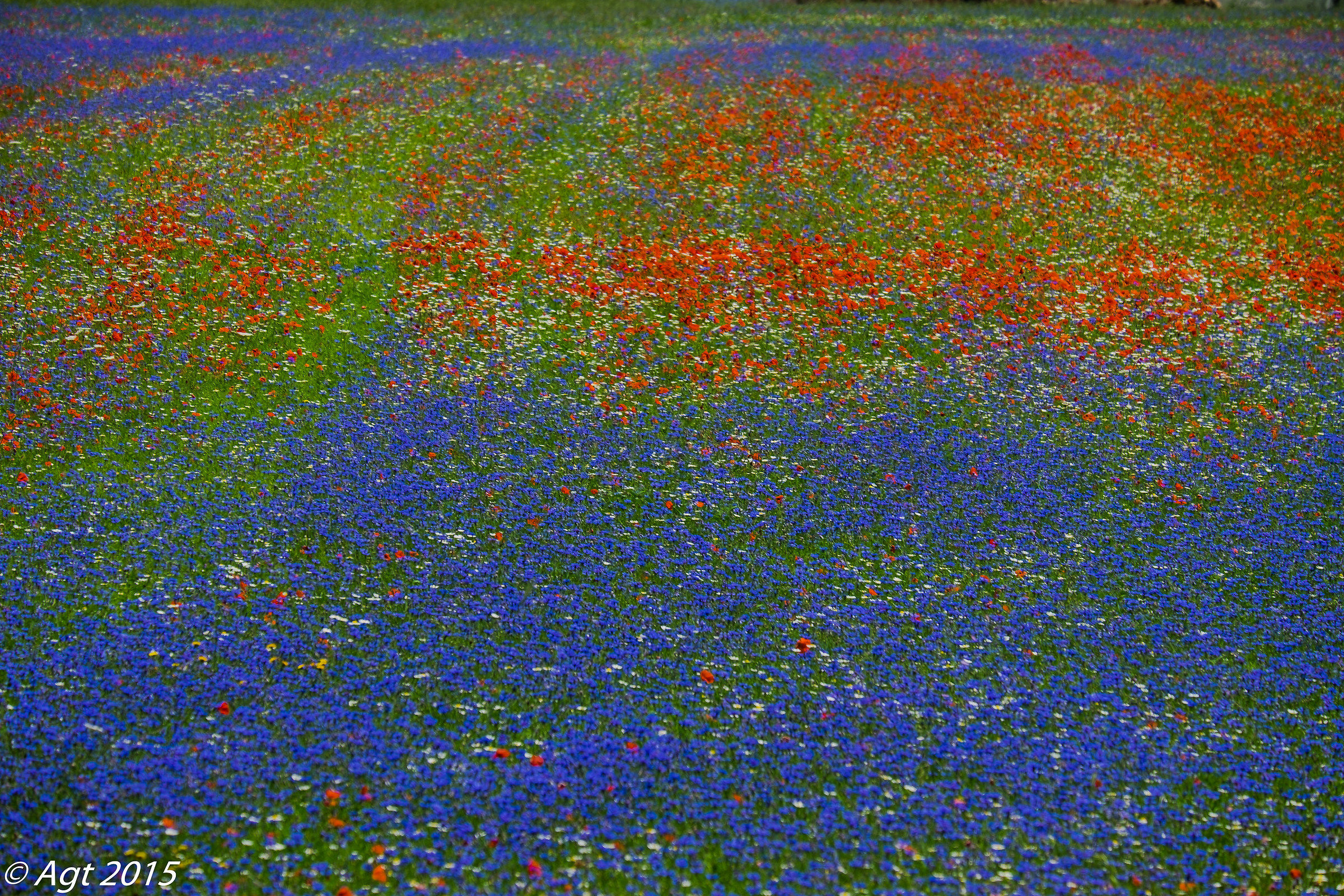 Castelluccio pennellate di colore 5