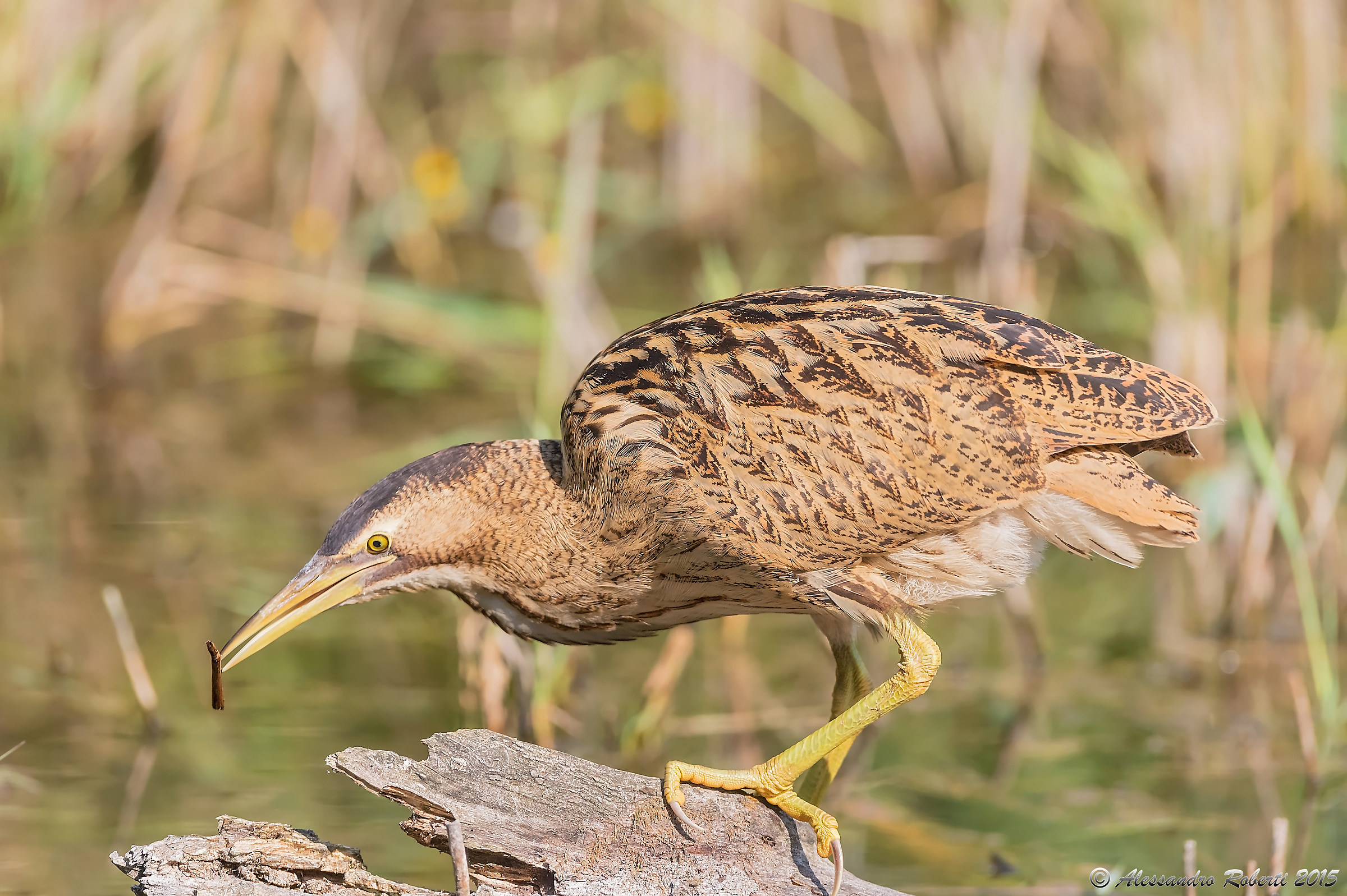 Do you have a light ??