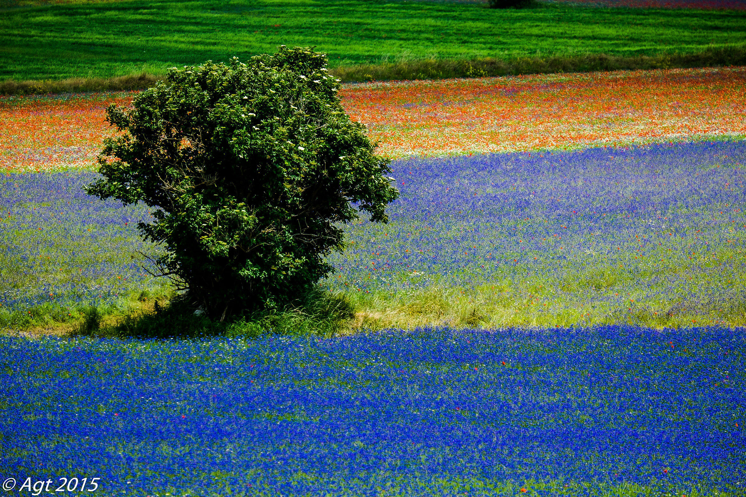 Castelluccio albero in mezzo ai fiori