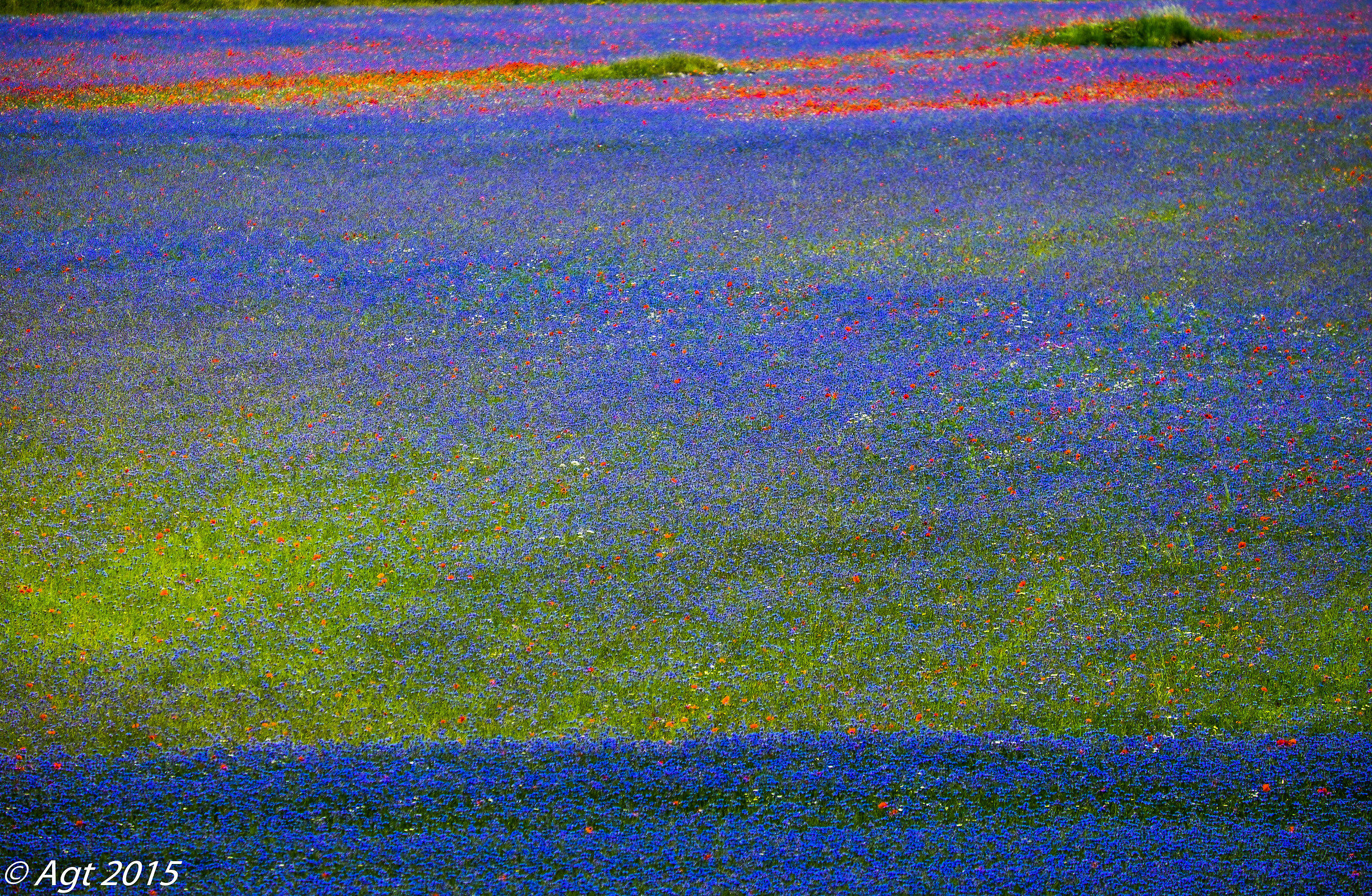 Castelluccio pennellate di colore 2