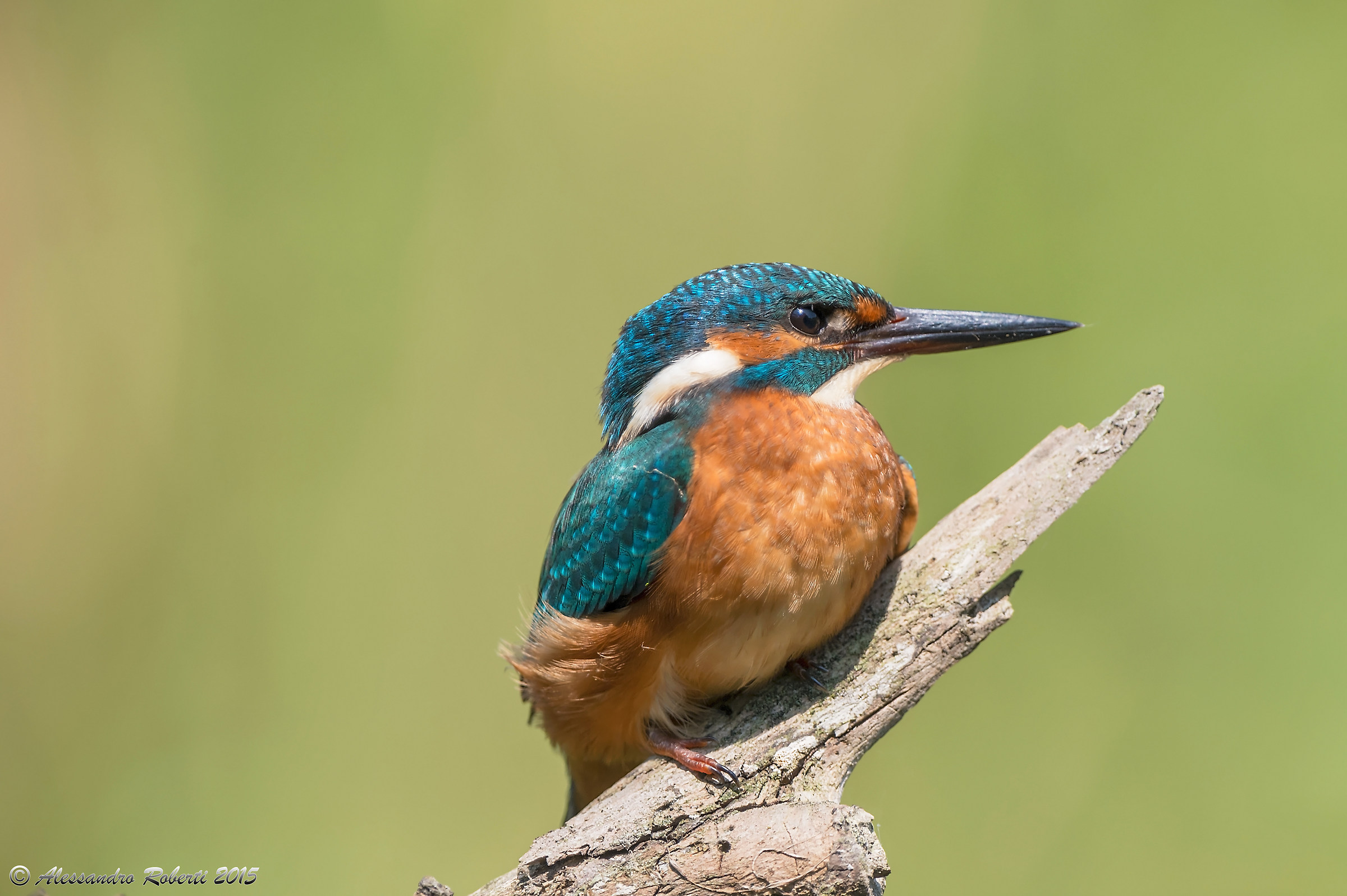 Kingfisher