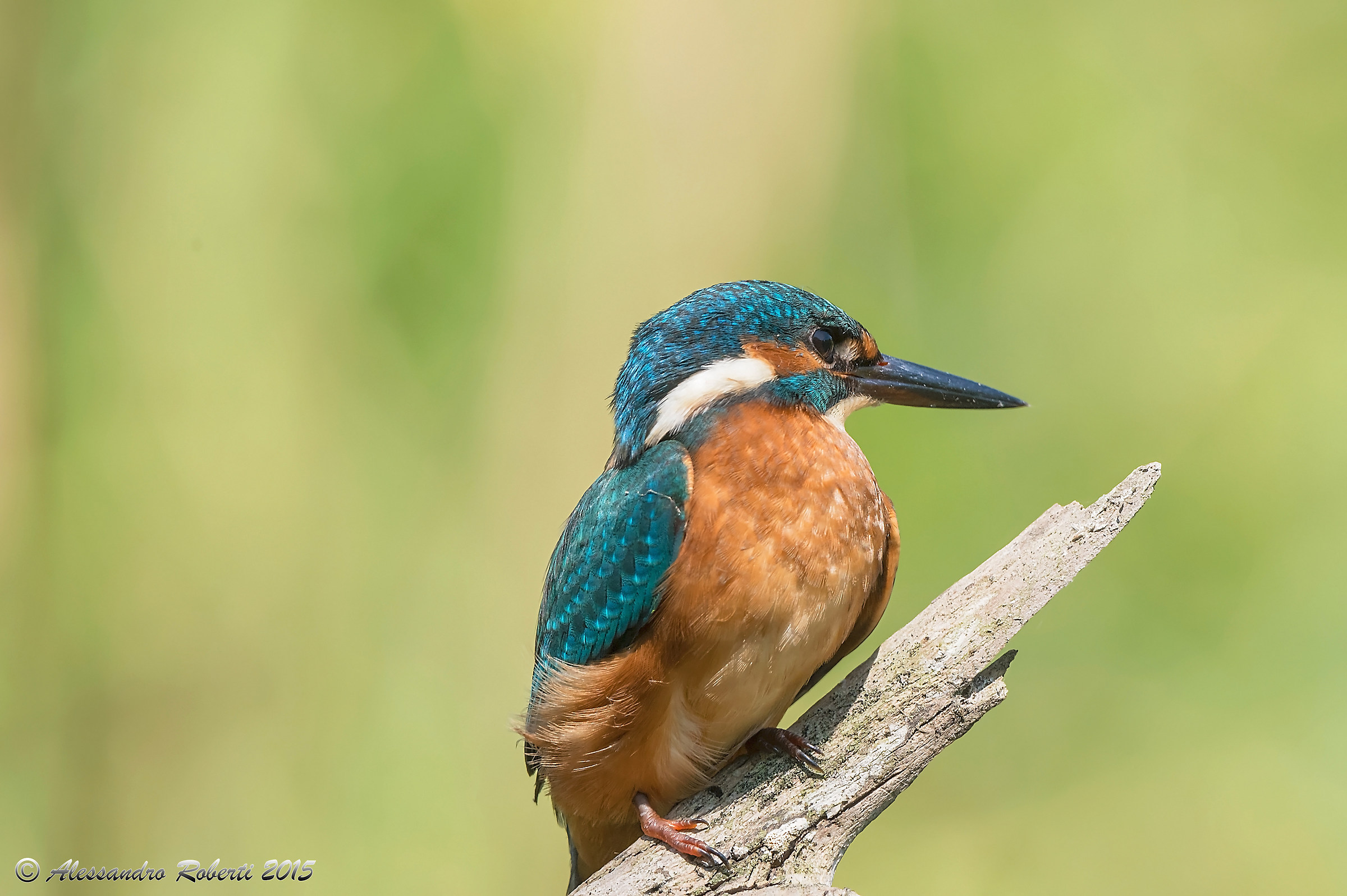 Kingfisher