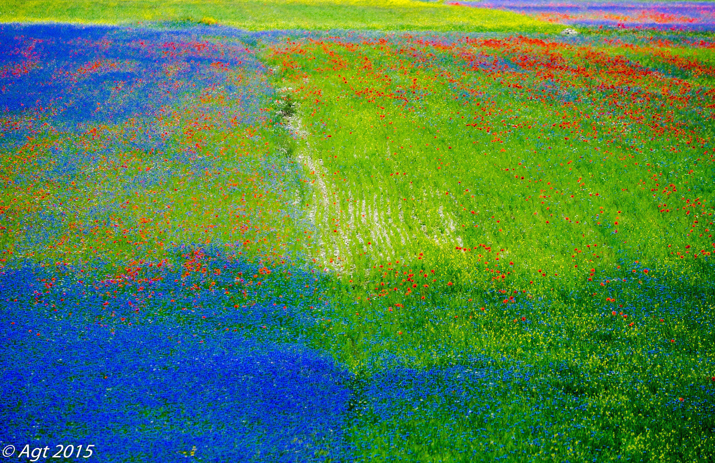Castelluccio pennellate di colore 4