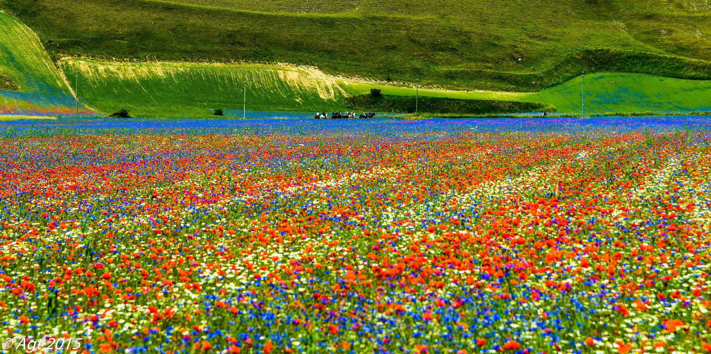 Castelluccio cavalieri fra i fiori