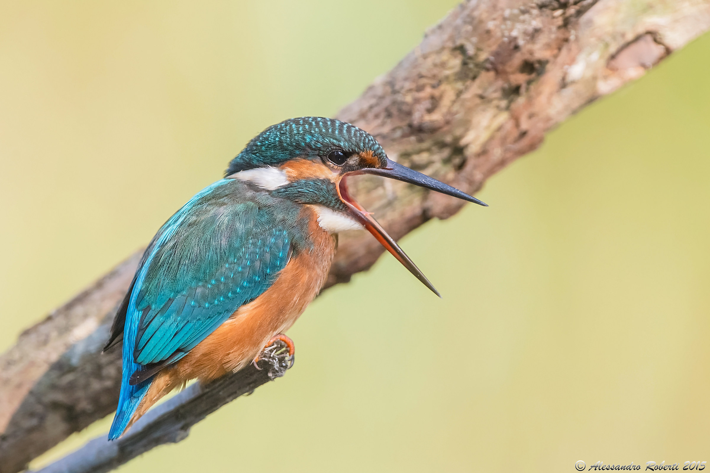 The howl of Martin !!!