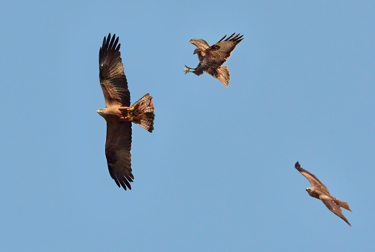 Battle in southern skies