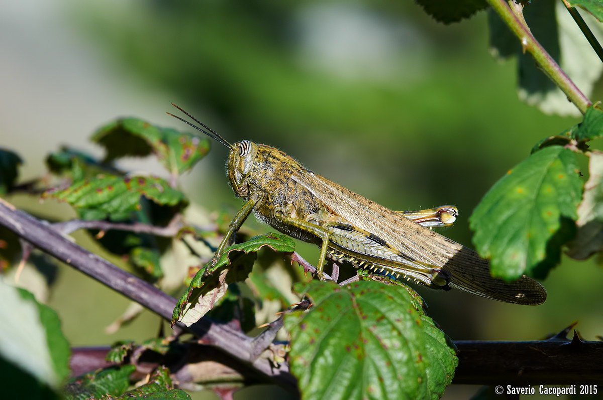Locusta egiziana