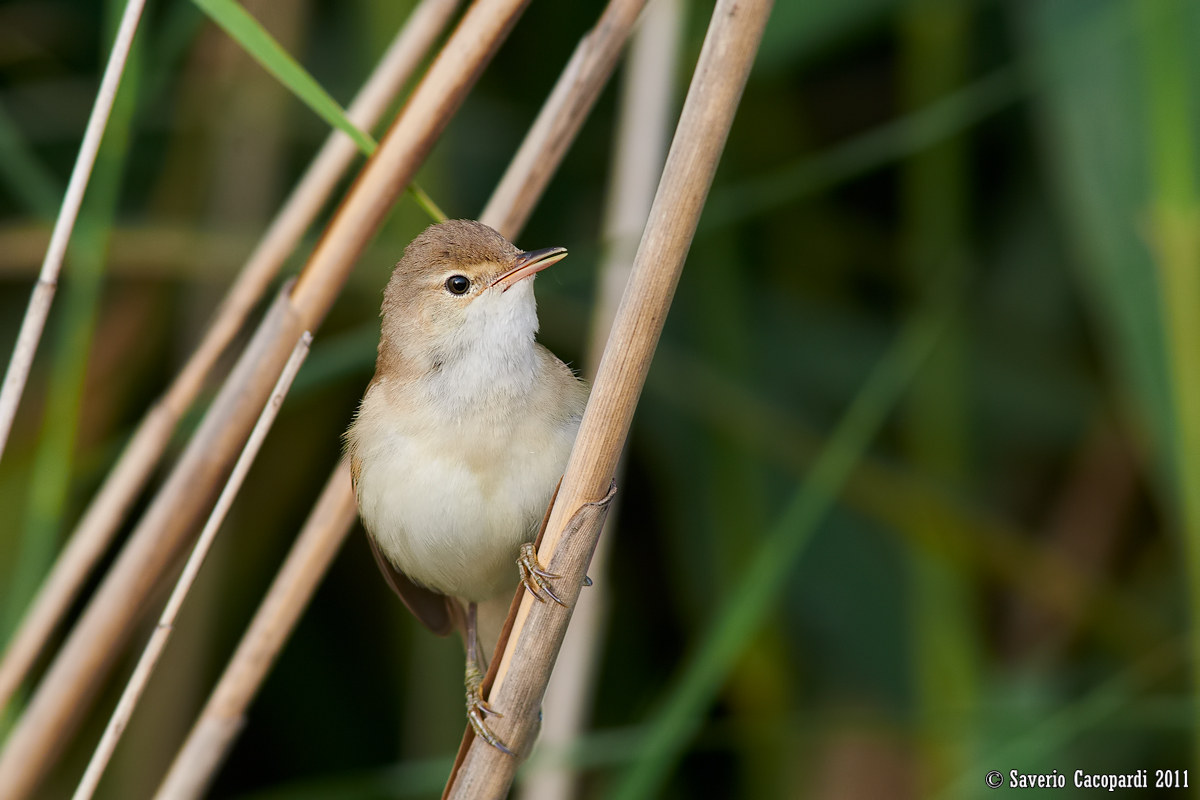 Reed warbler