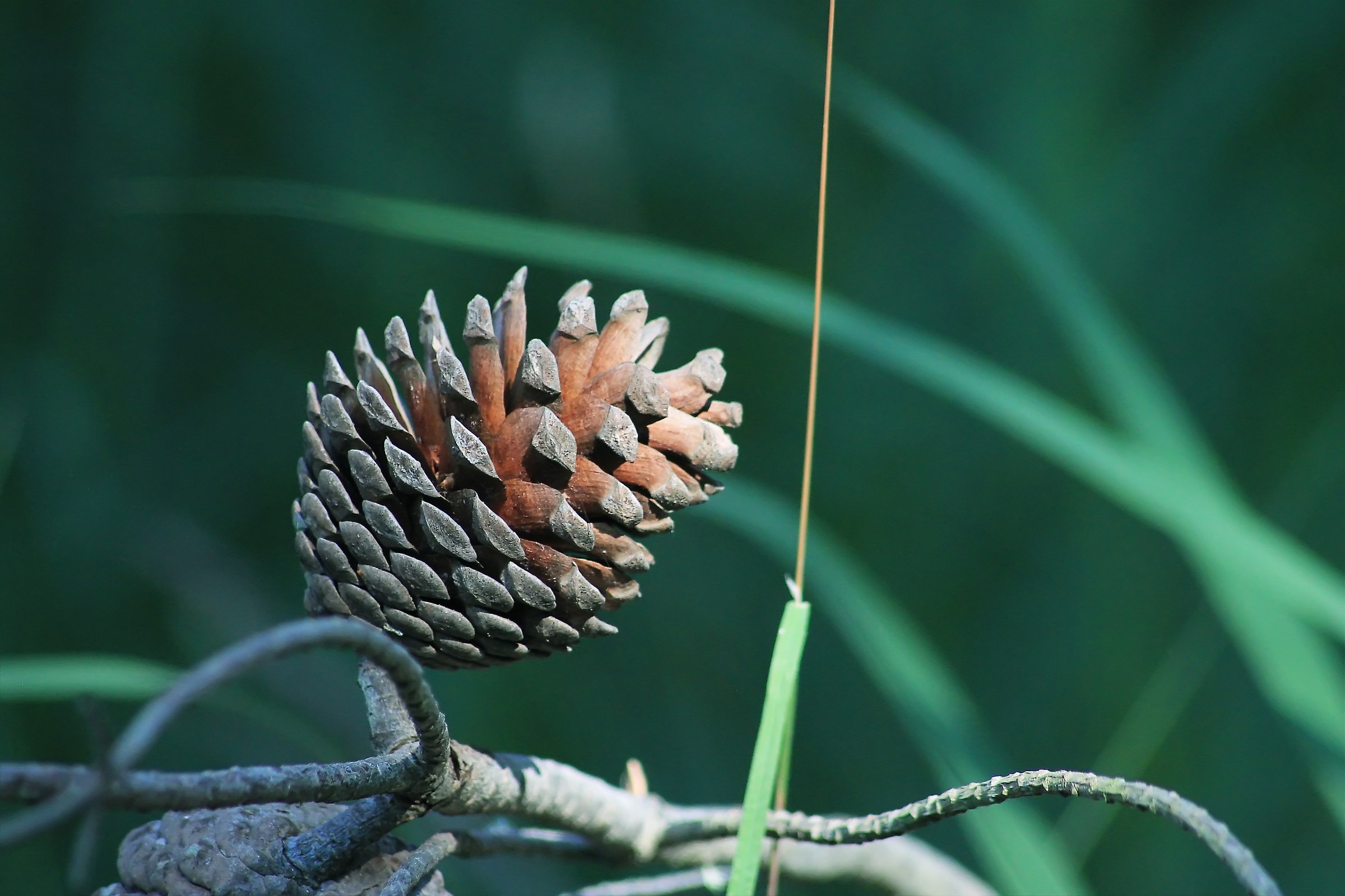 A pine cone in summer