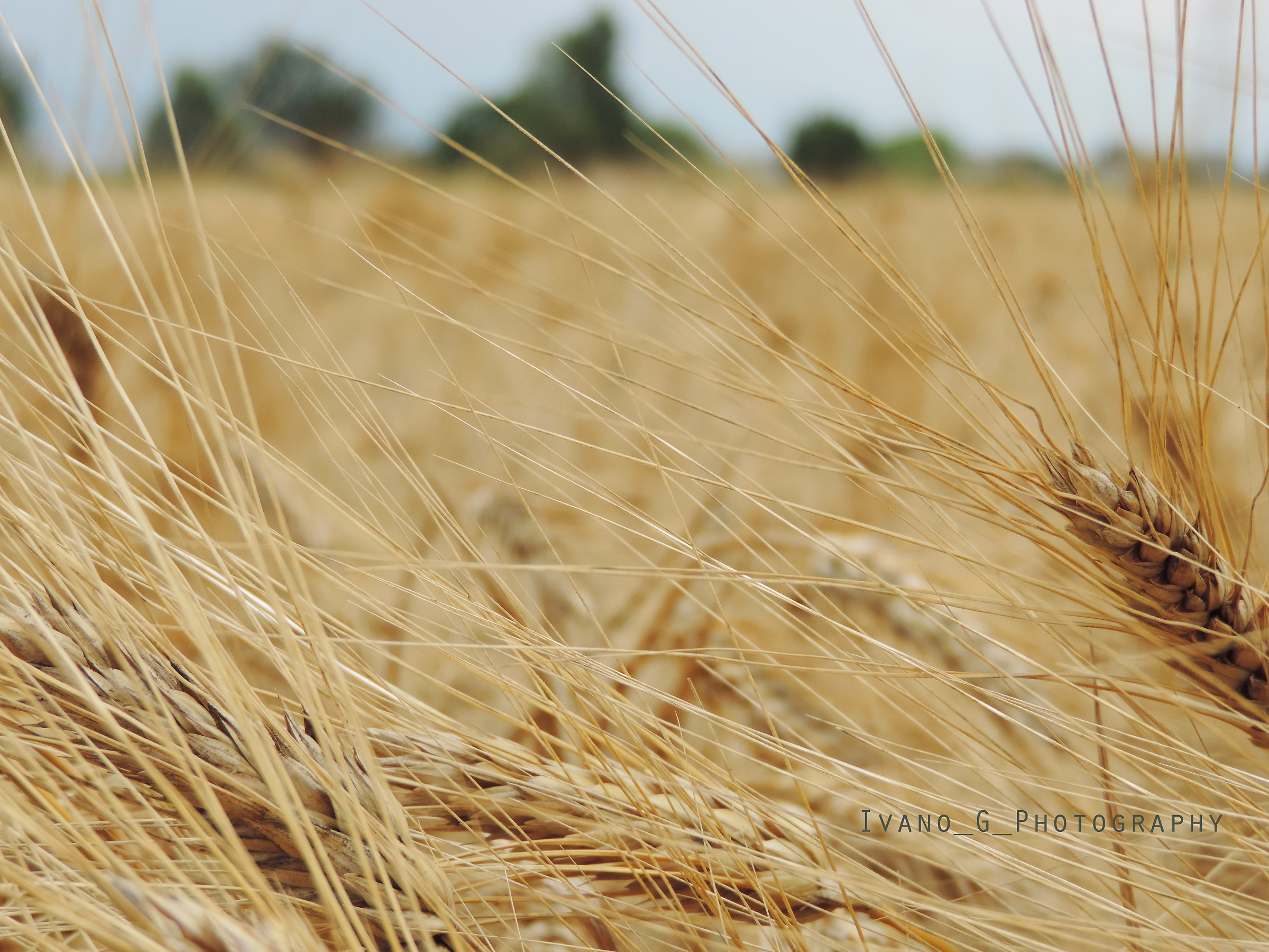 il grano, la vita...