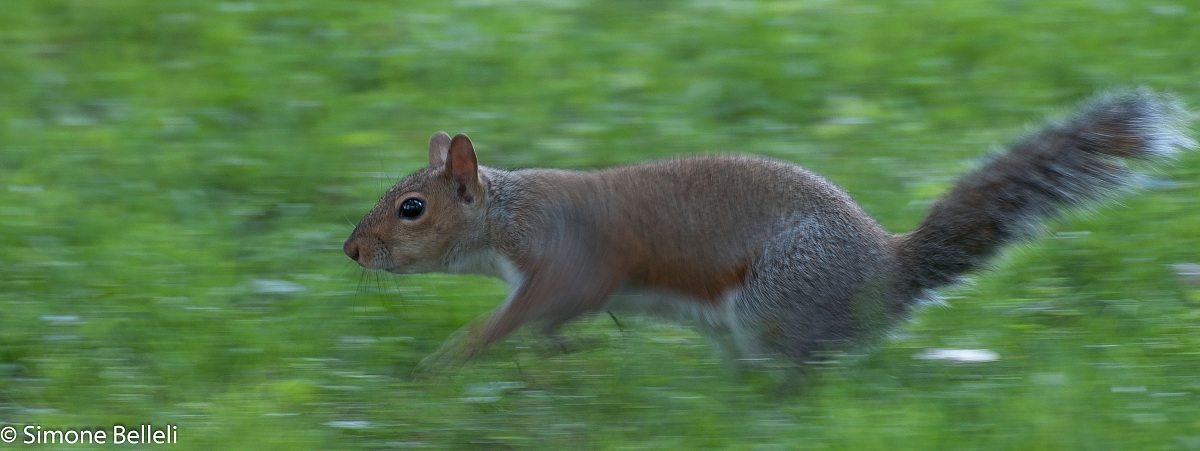 Scoiattolo in panning
