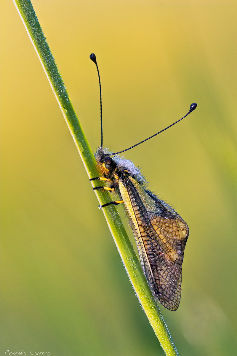 Libelloides coccajus