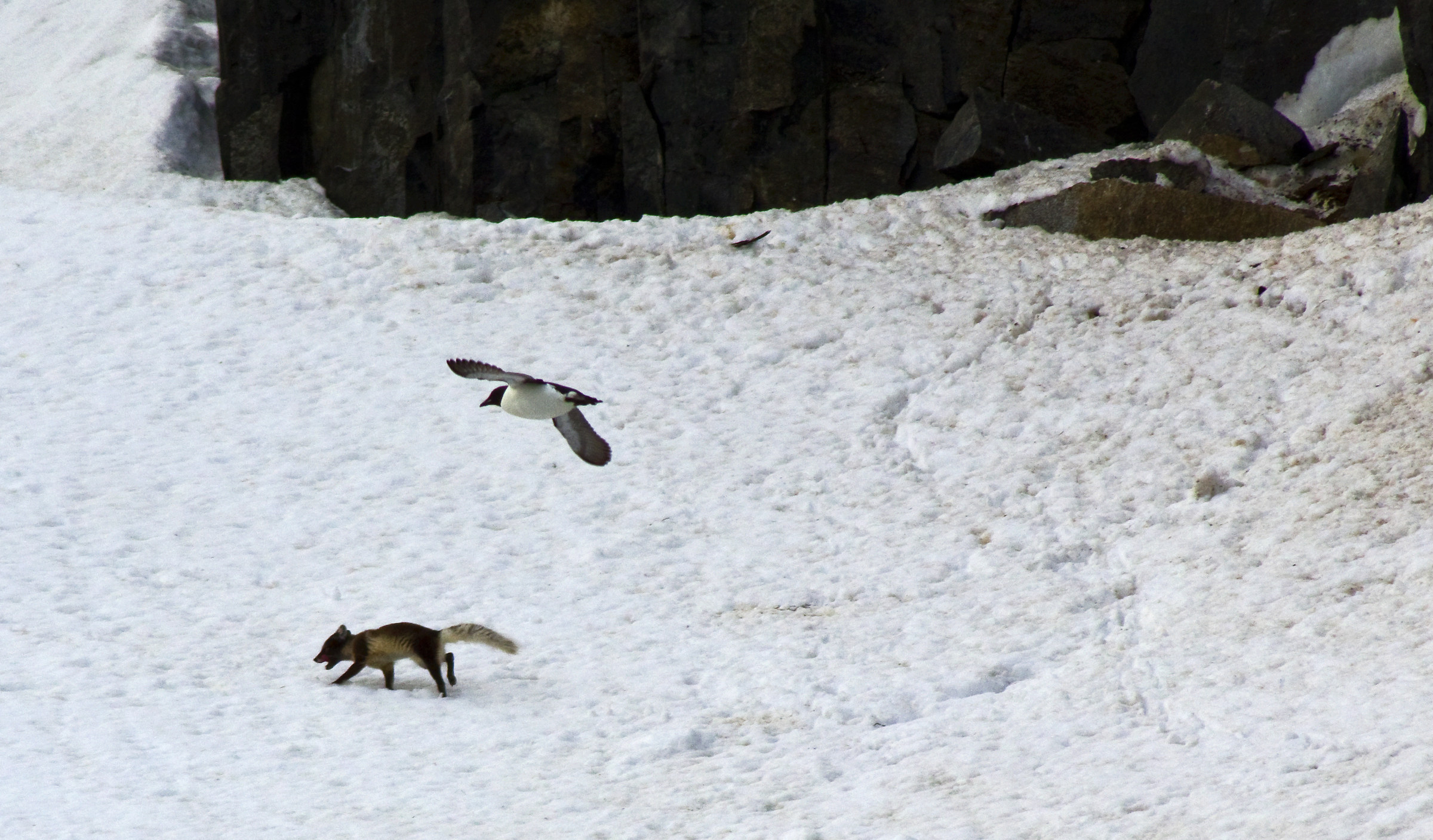Svalbard - Arctic Fox in summer plumage