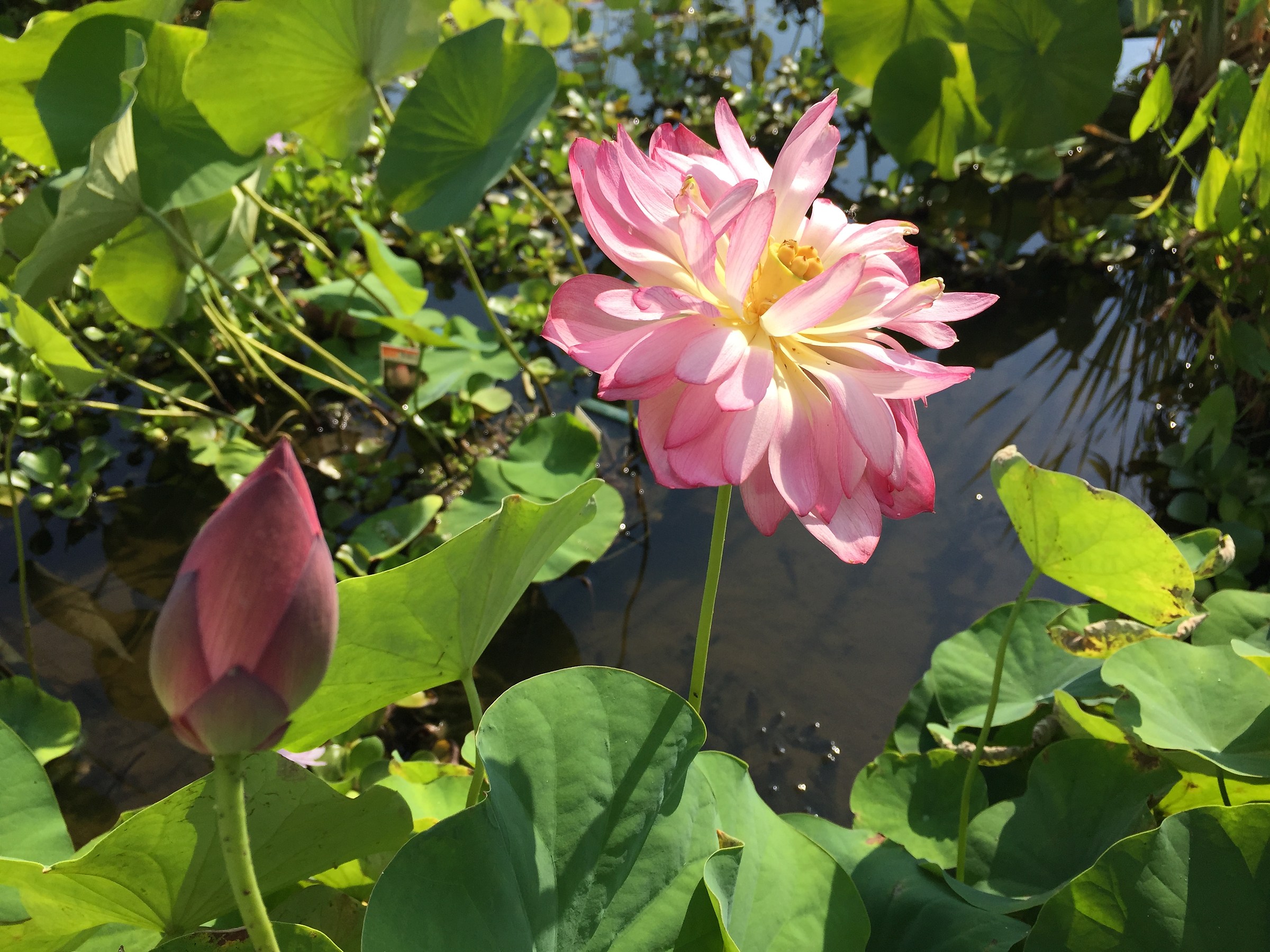 nelumbo nucifera
