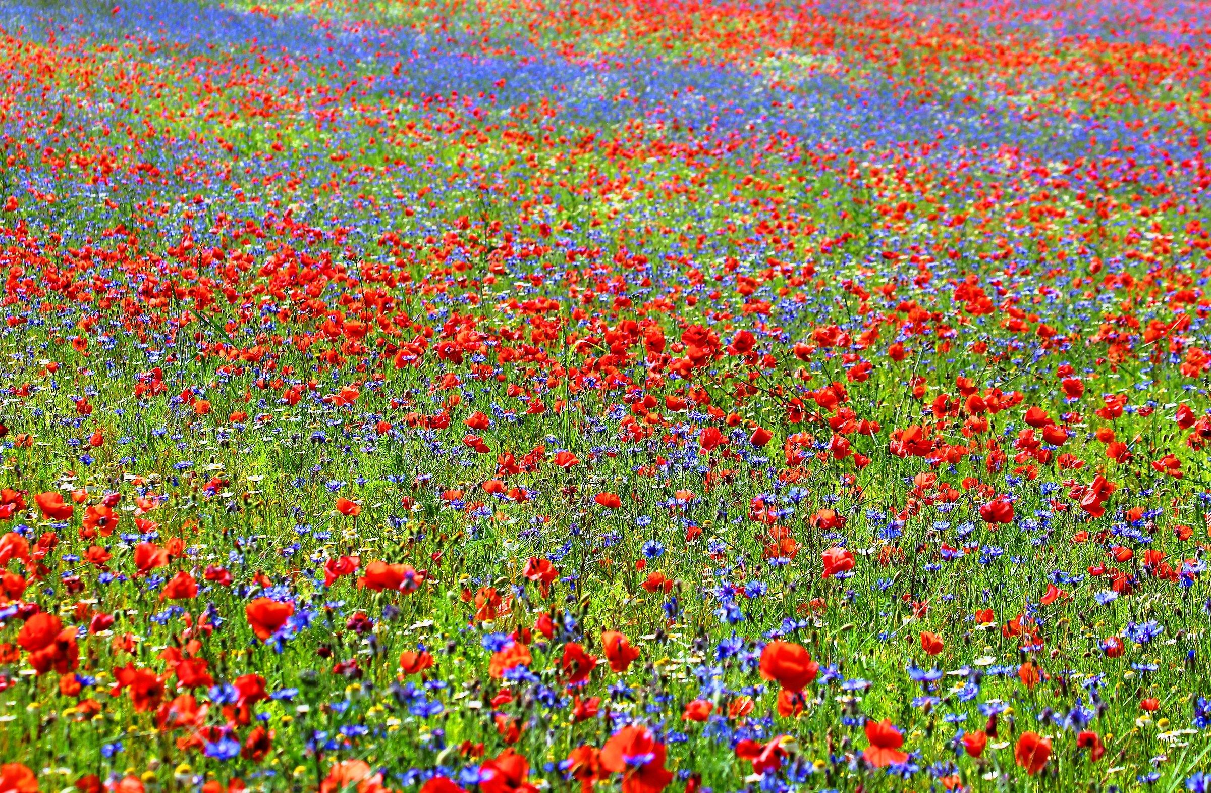 Castelluccio fioritissima