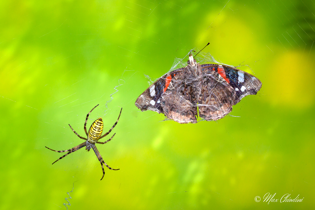 The eternal struggle between predator and prey