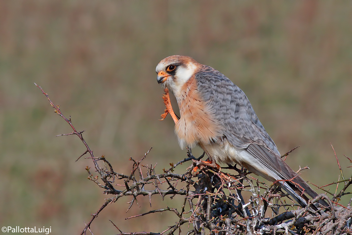 Red-footed falcon (Falco verspertinus)