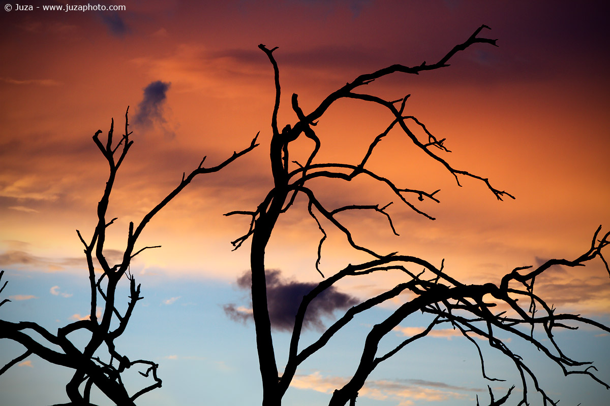 Sunset and Silhouette of branches, 014,951