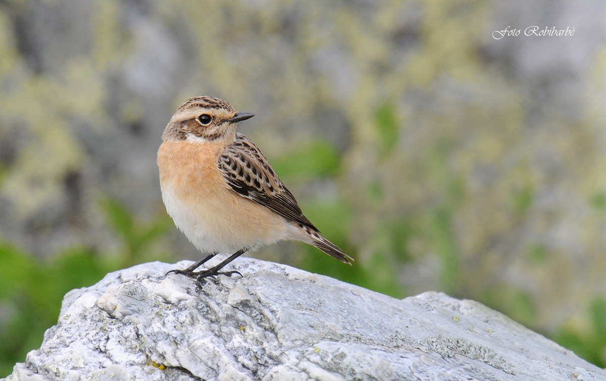 Stiaccino..femmina in abito...