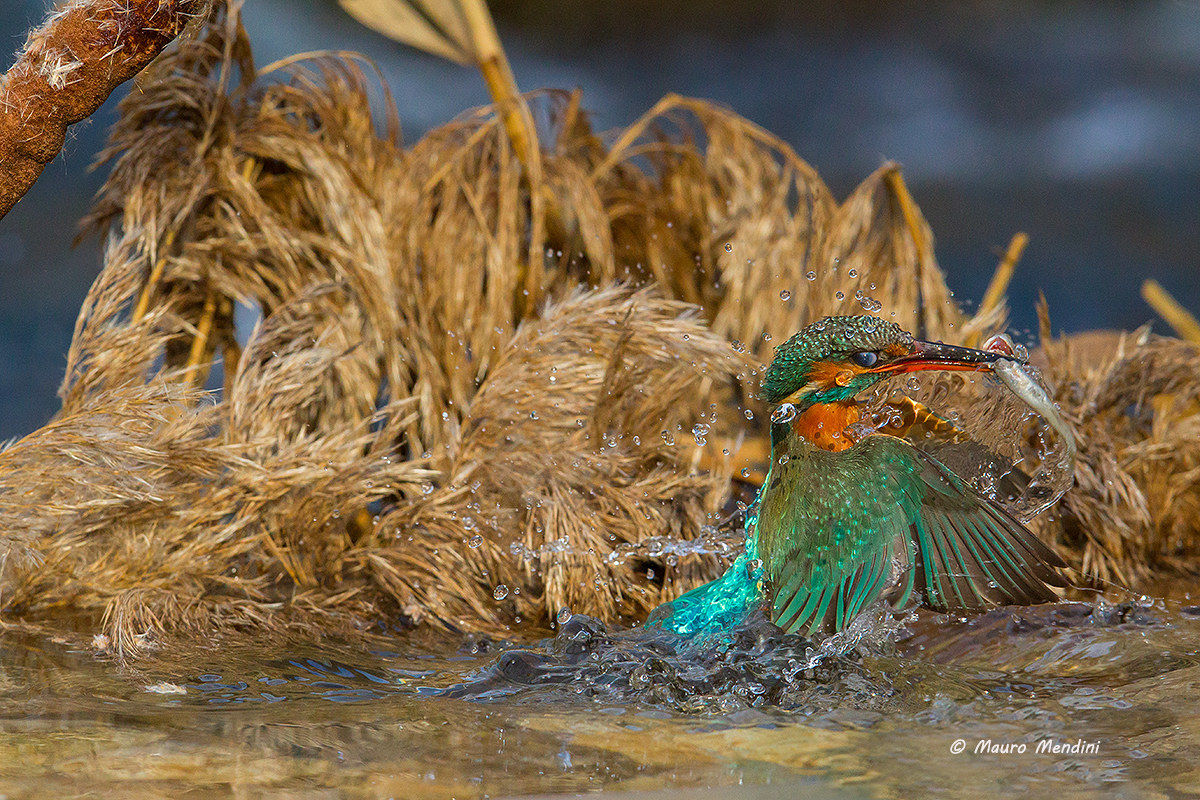 Energia di vita senza flash