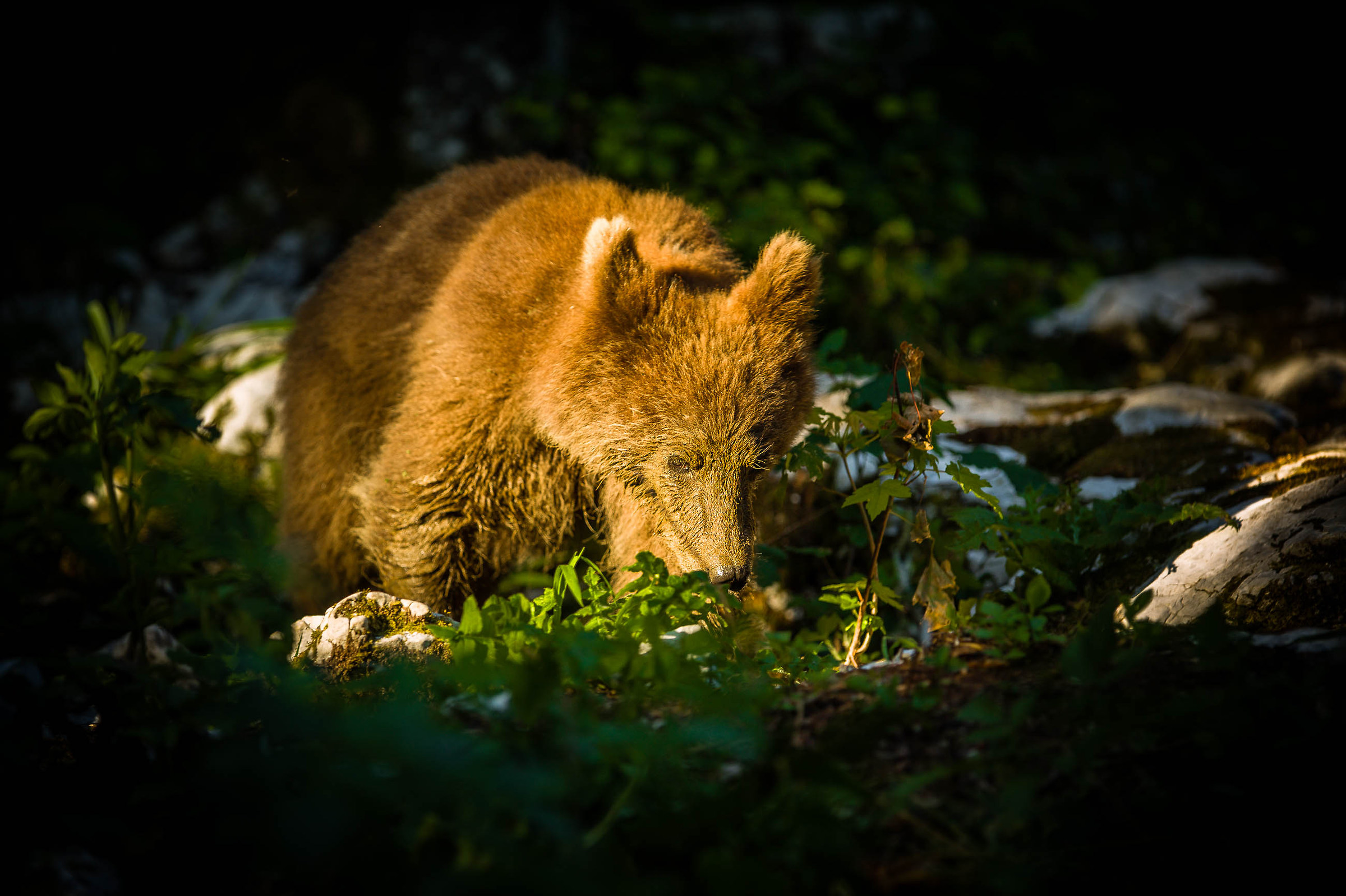 Slovenian Bear Sunset