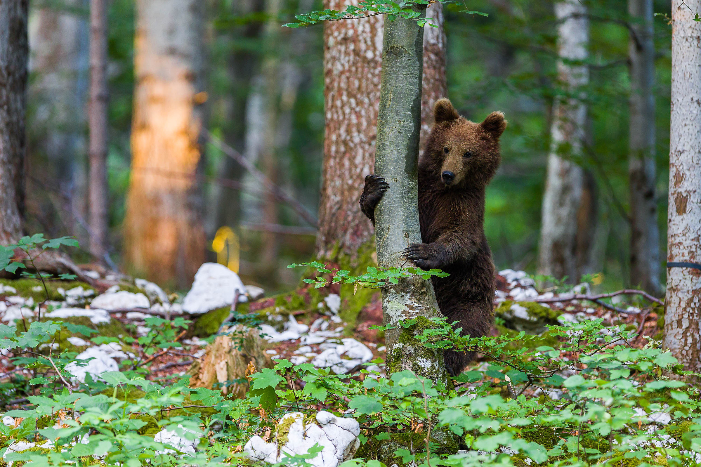 Slovenian Bear Forest