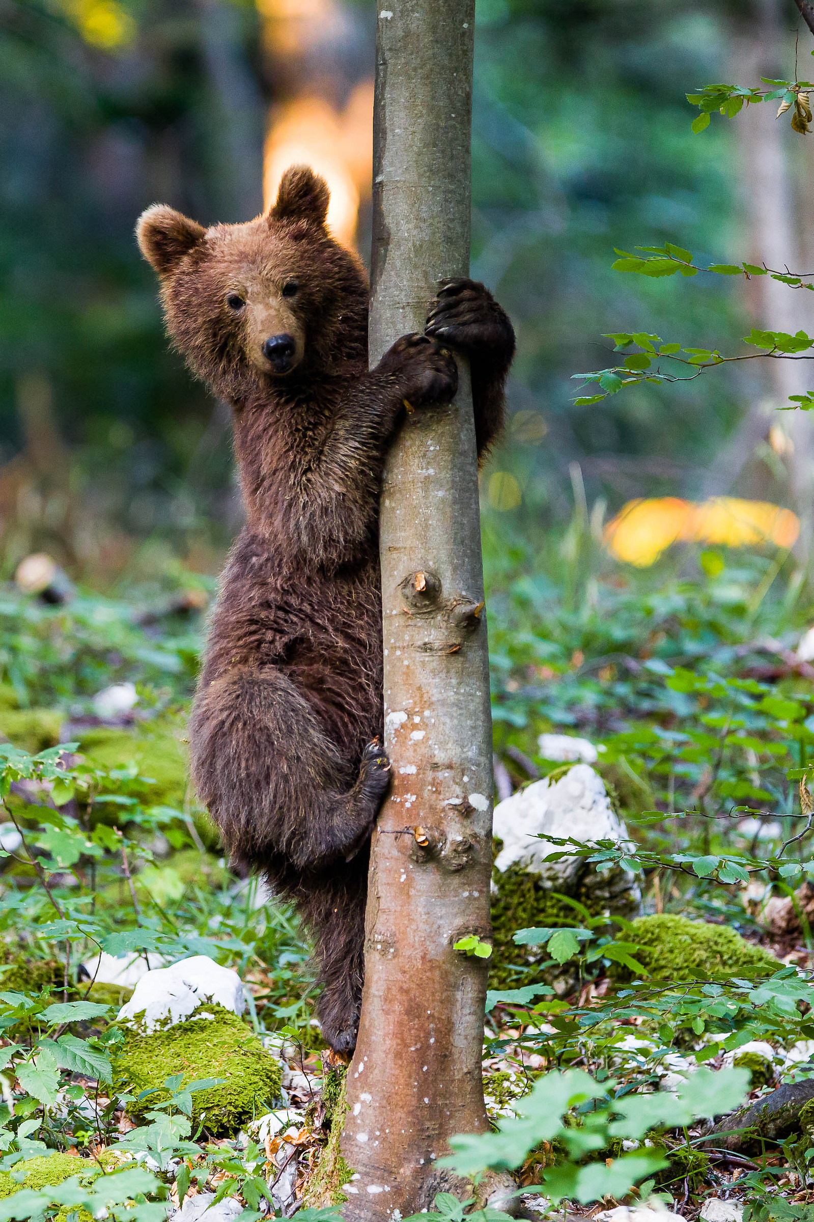 Slovenian Bear Tree