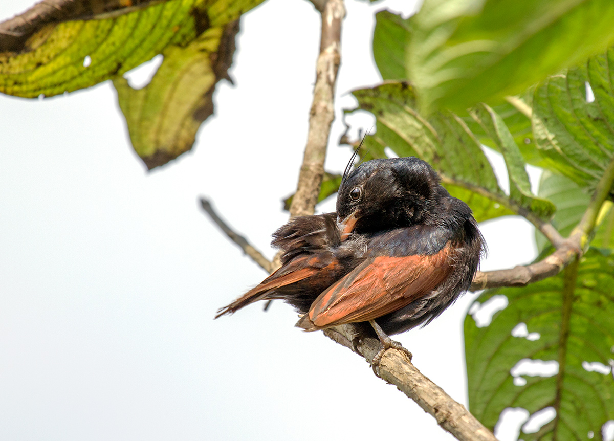 Crested Bunting,male.
