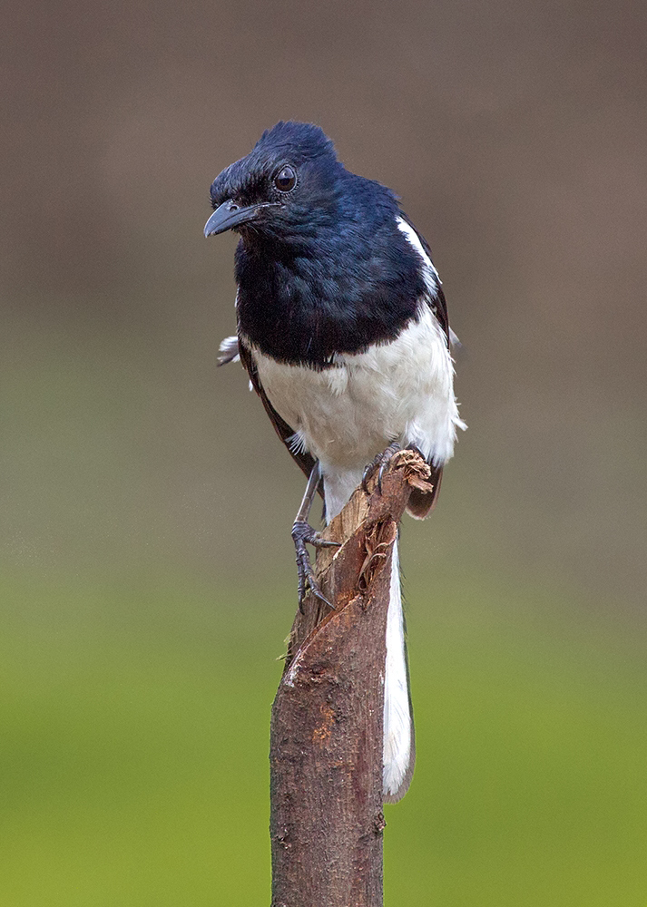 Magpie Robin. Male.