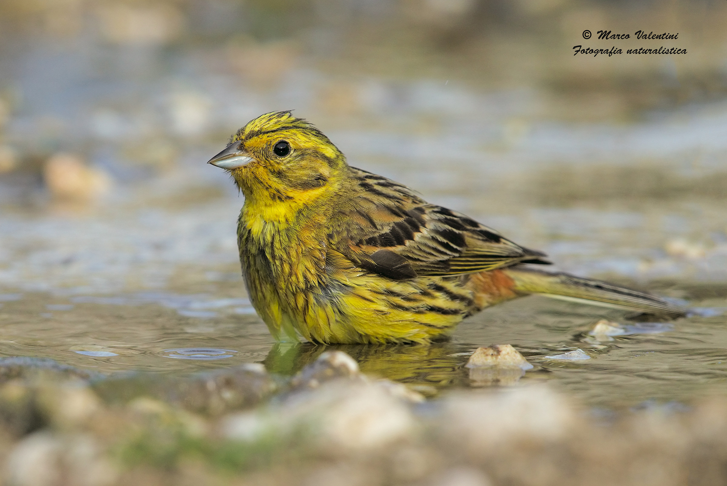 Yellowhammer