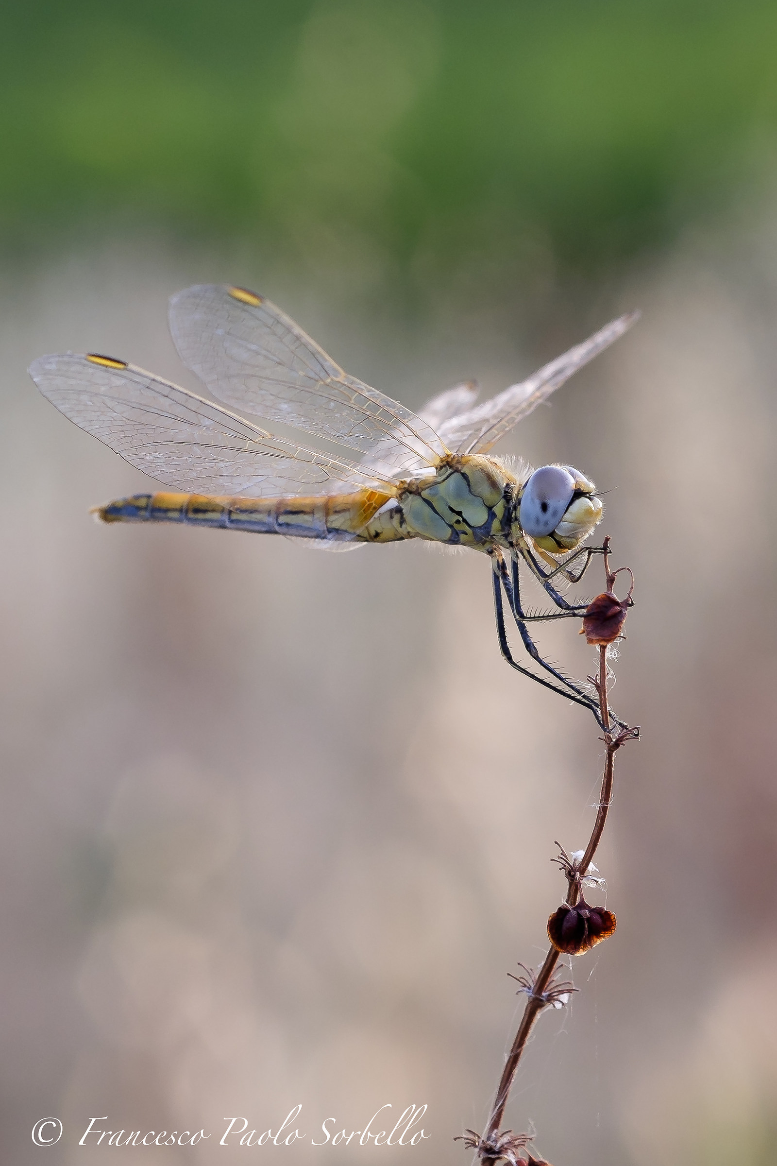 Dragonfly