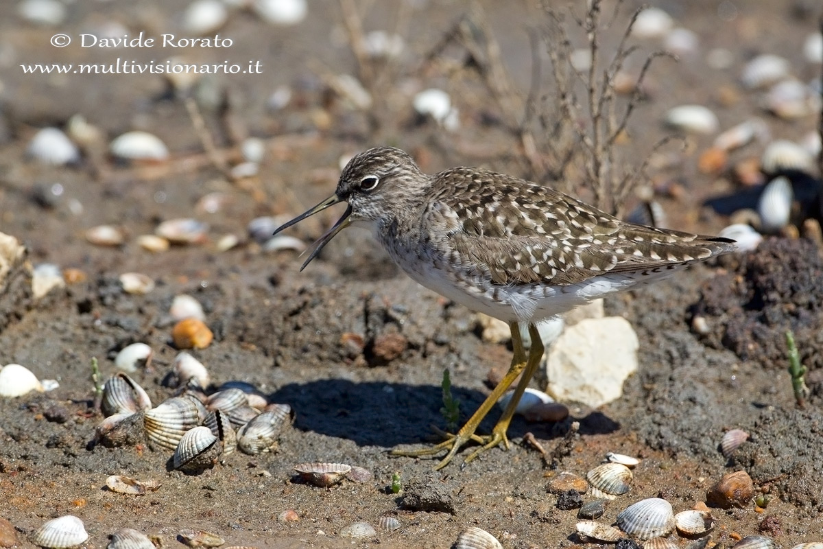 the language of sandpiper