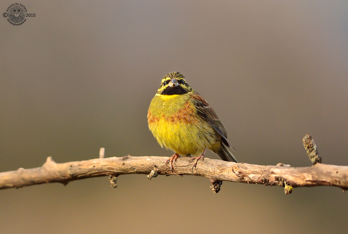 Zigolo nero tono su tono