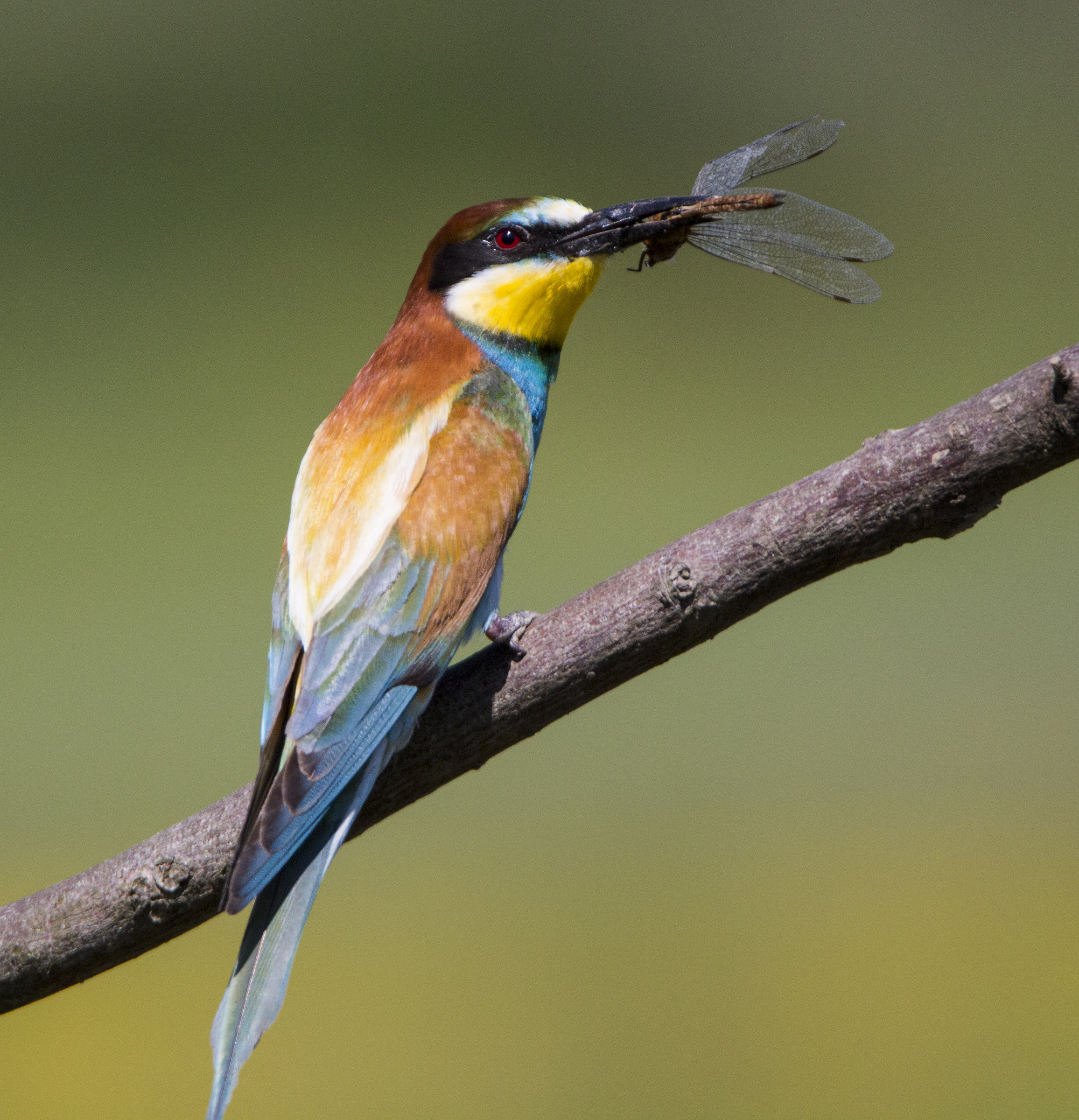 bee-eater