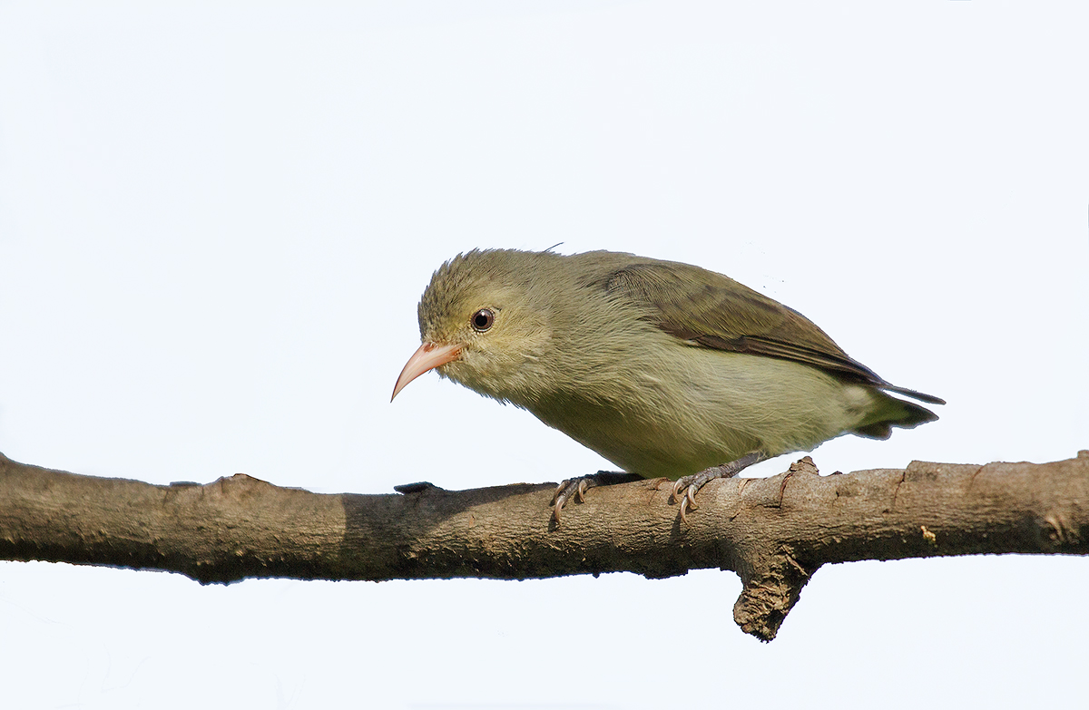 Pallido-fatturato dicaeidae in chiave alta.