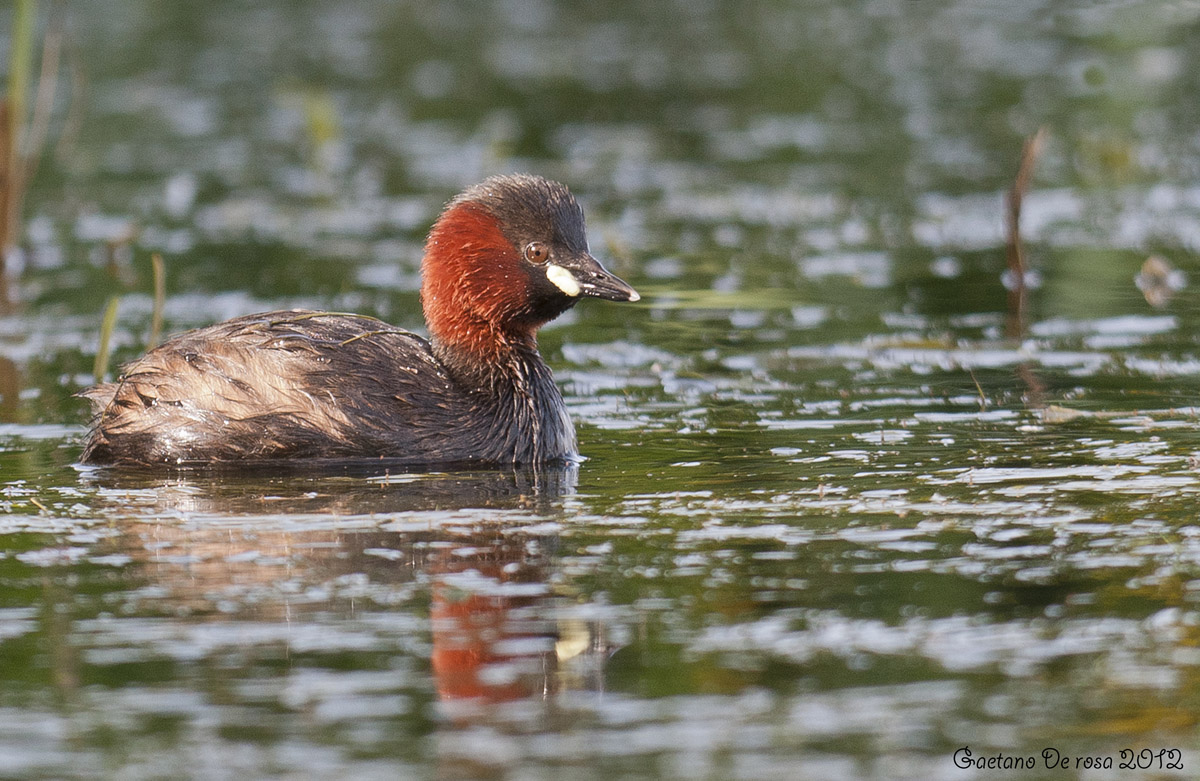 Little Grebe