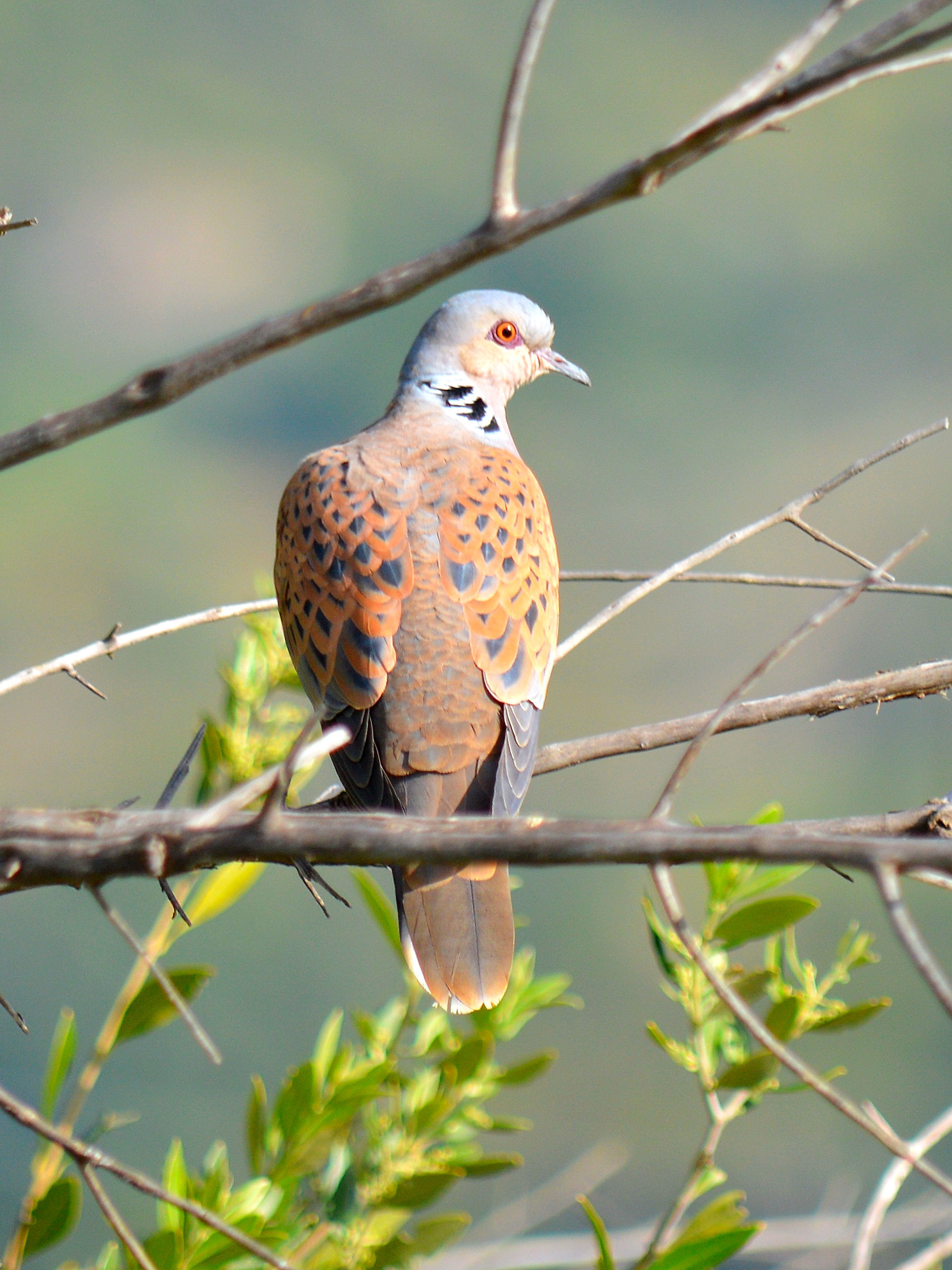 Dove - Streptopelia turtur