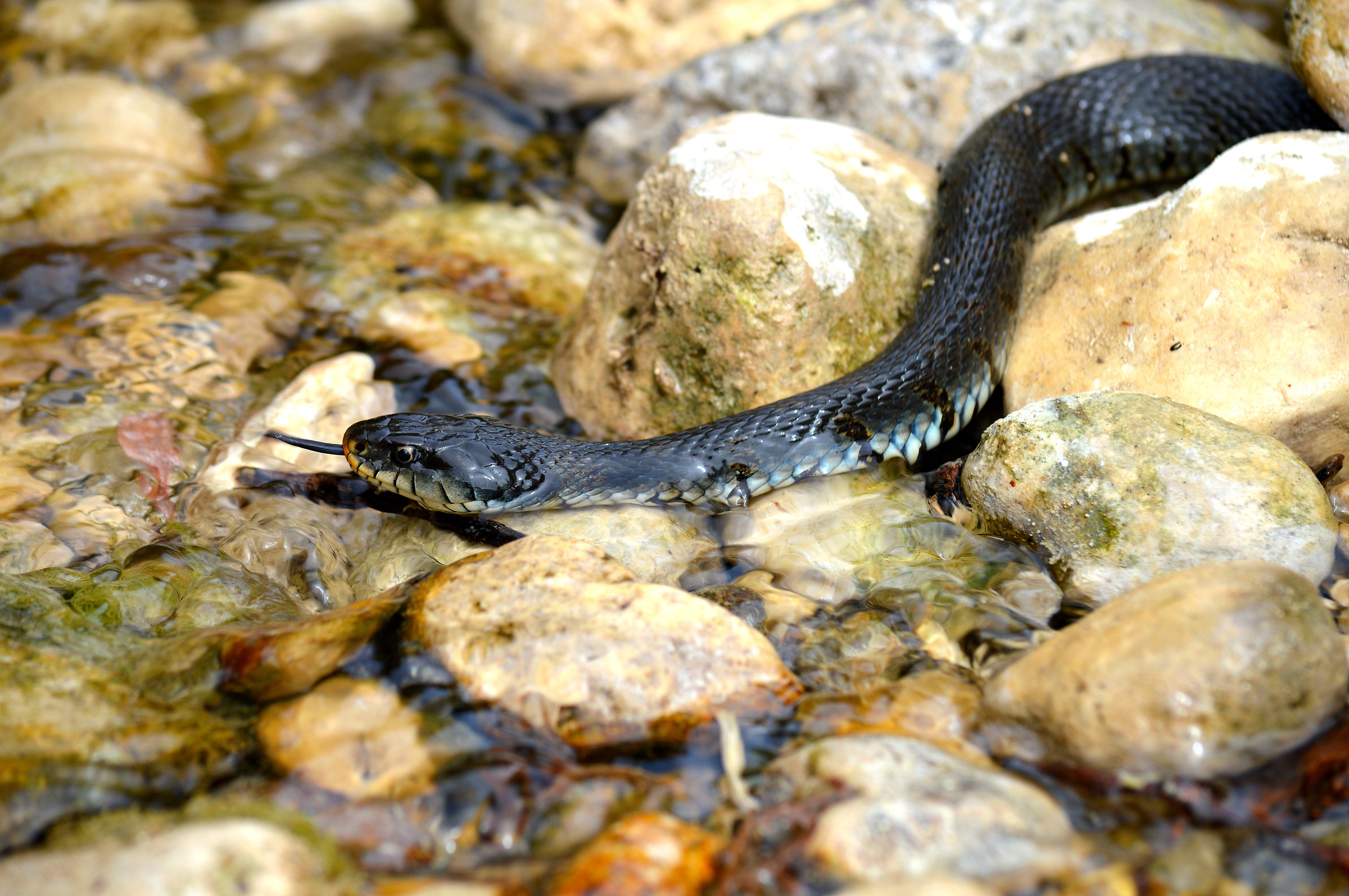 Grass Snake - Natrix natrix