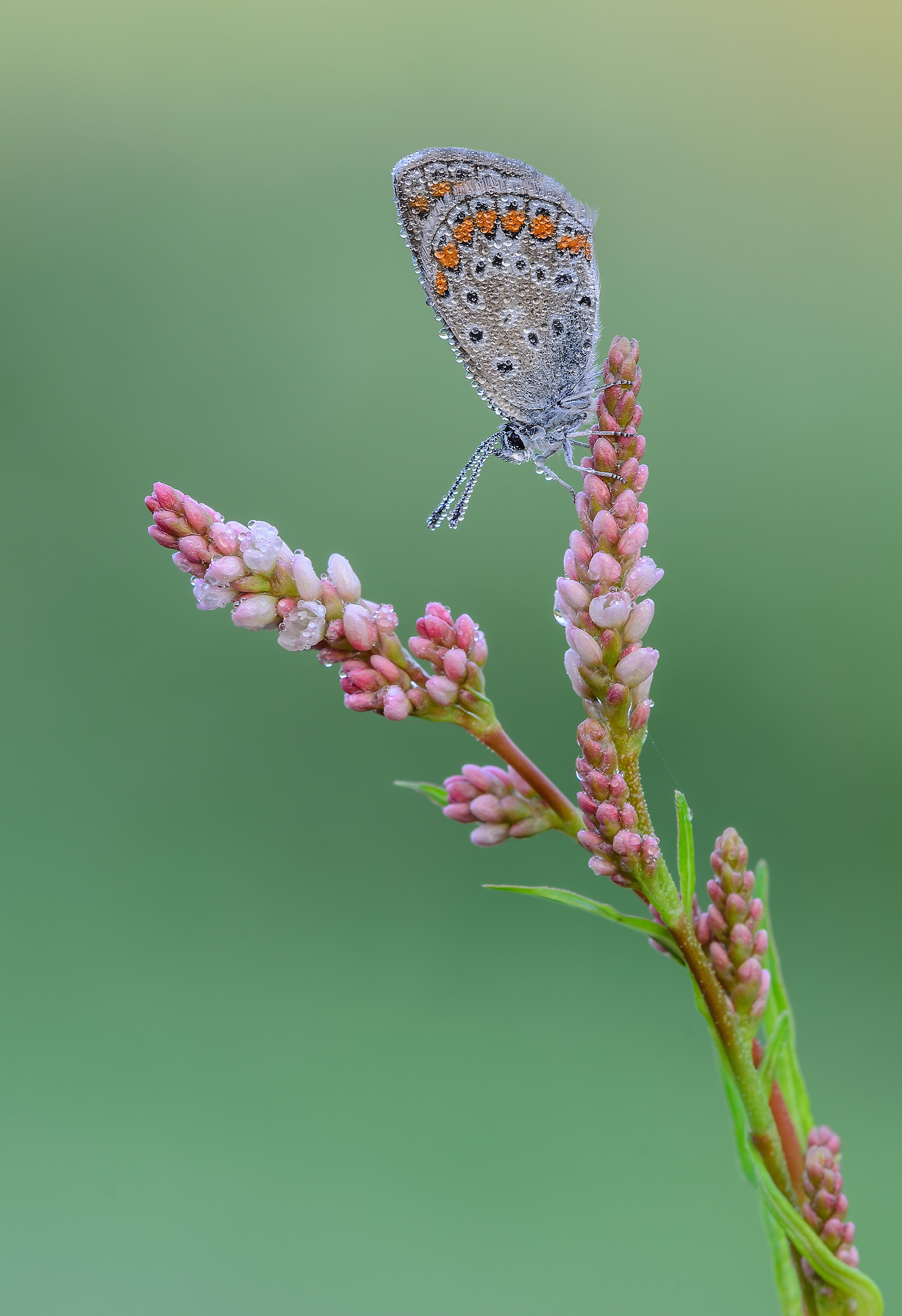 Polyommatus icarus
