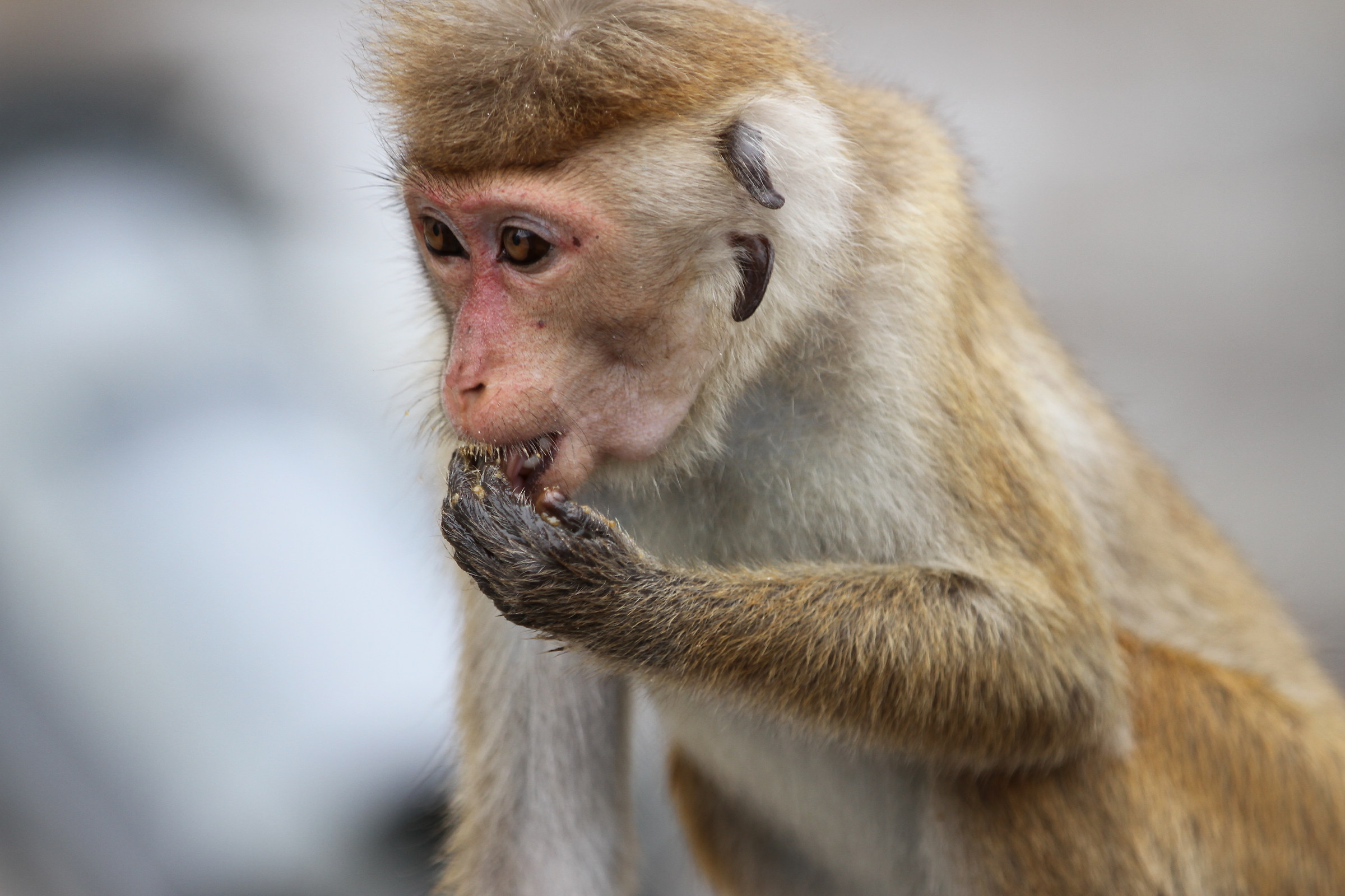 Good Appetito..Anuradhapura-Sri Lanka