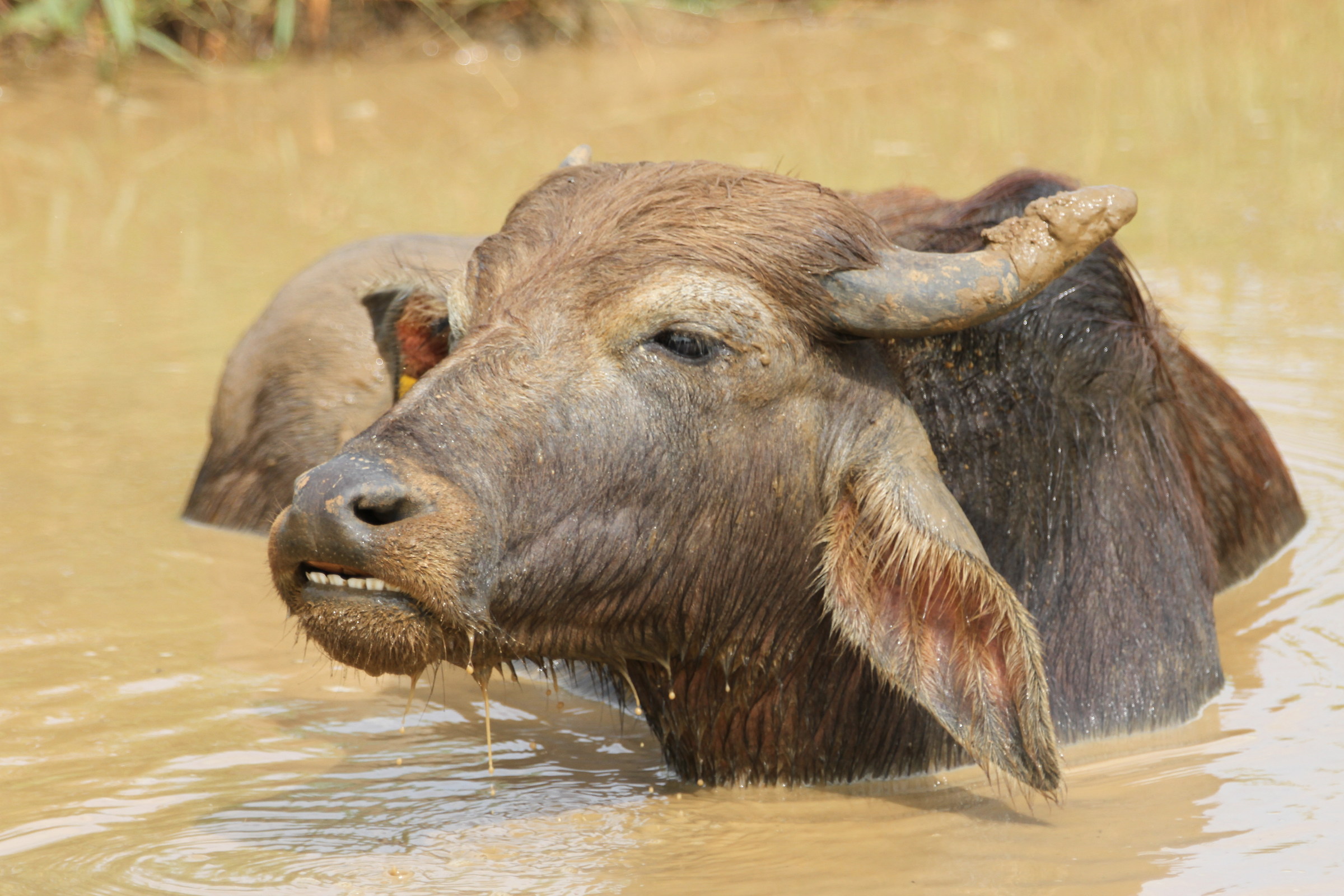 A bit of refrigerio..Udawalawe Park-Sri Lanka