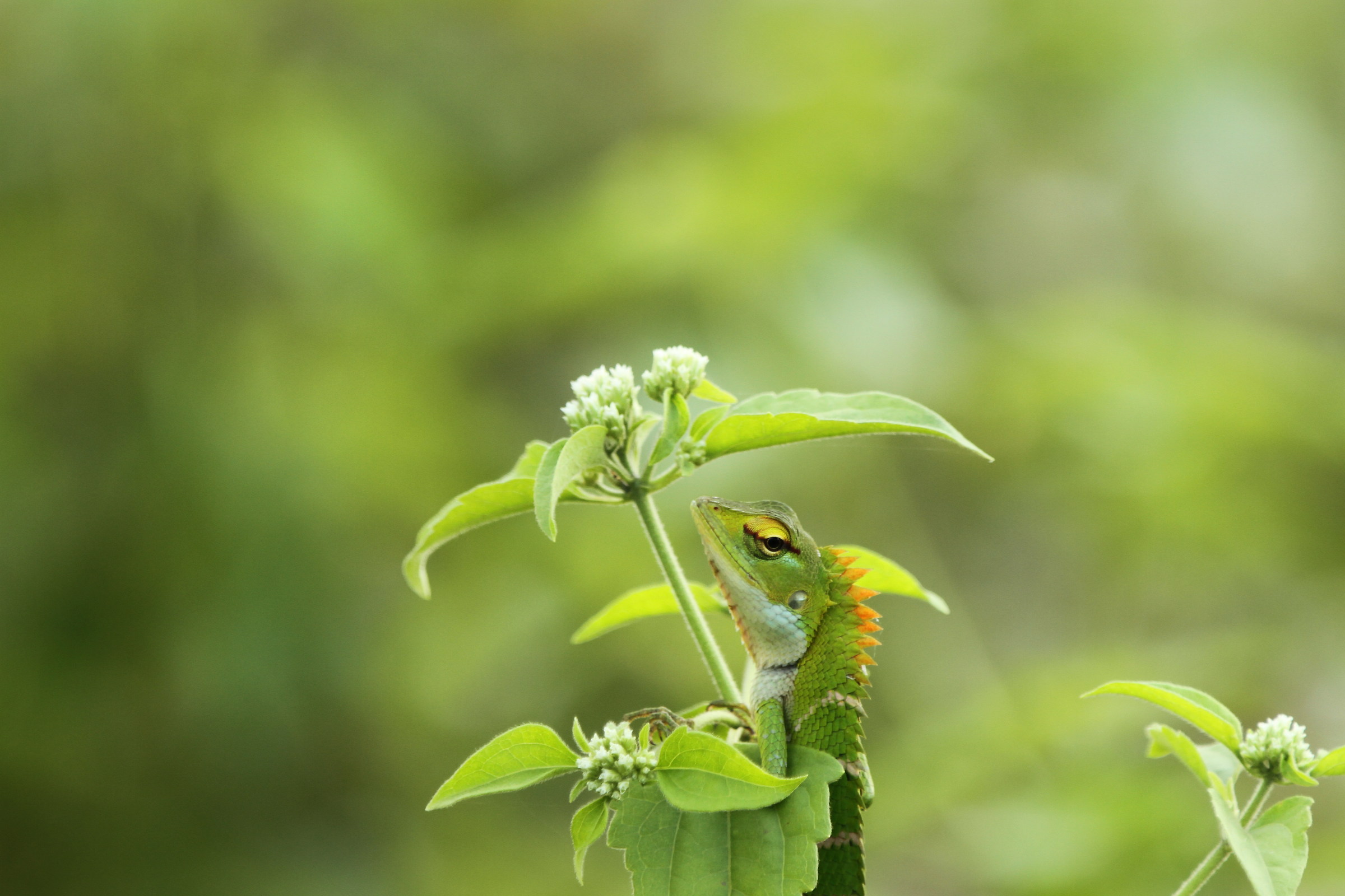 Who you are in the area? Udawalawe Park-Sri Lanka