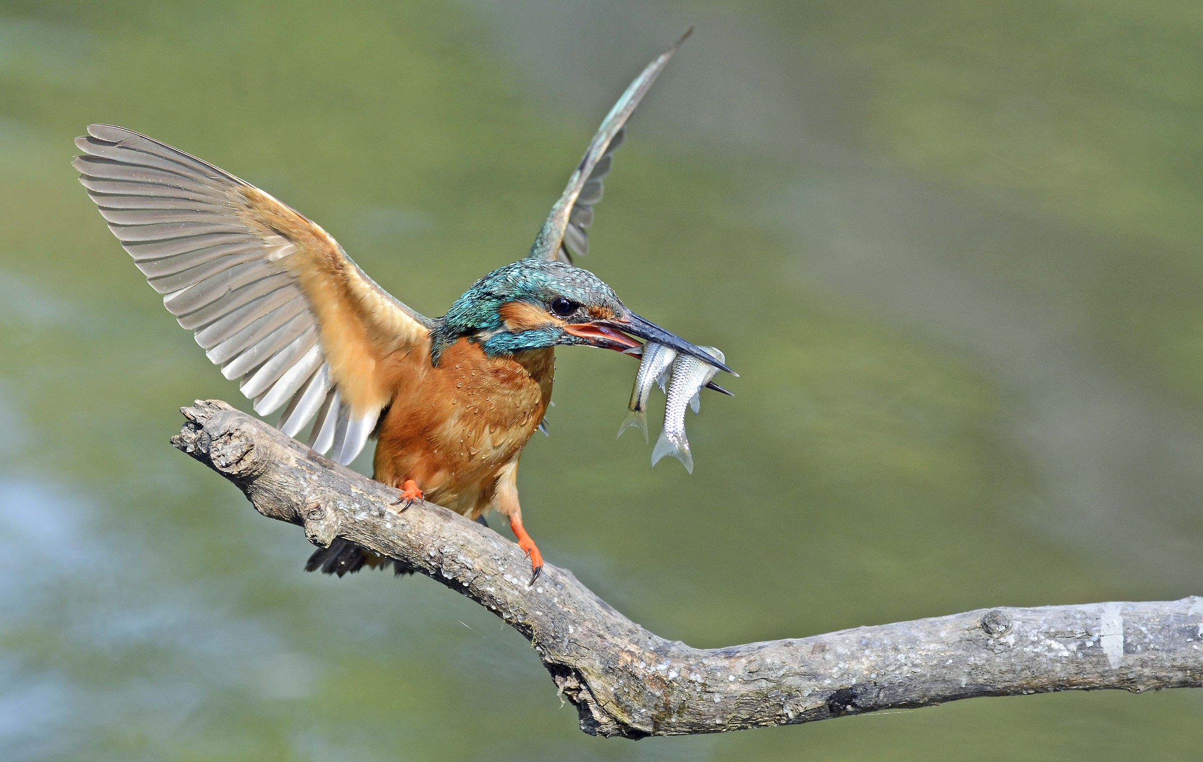 Appena Pescato-Martin Pescatore