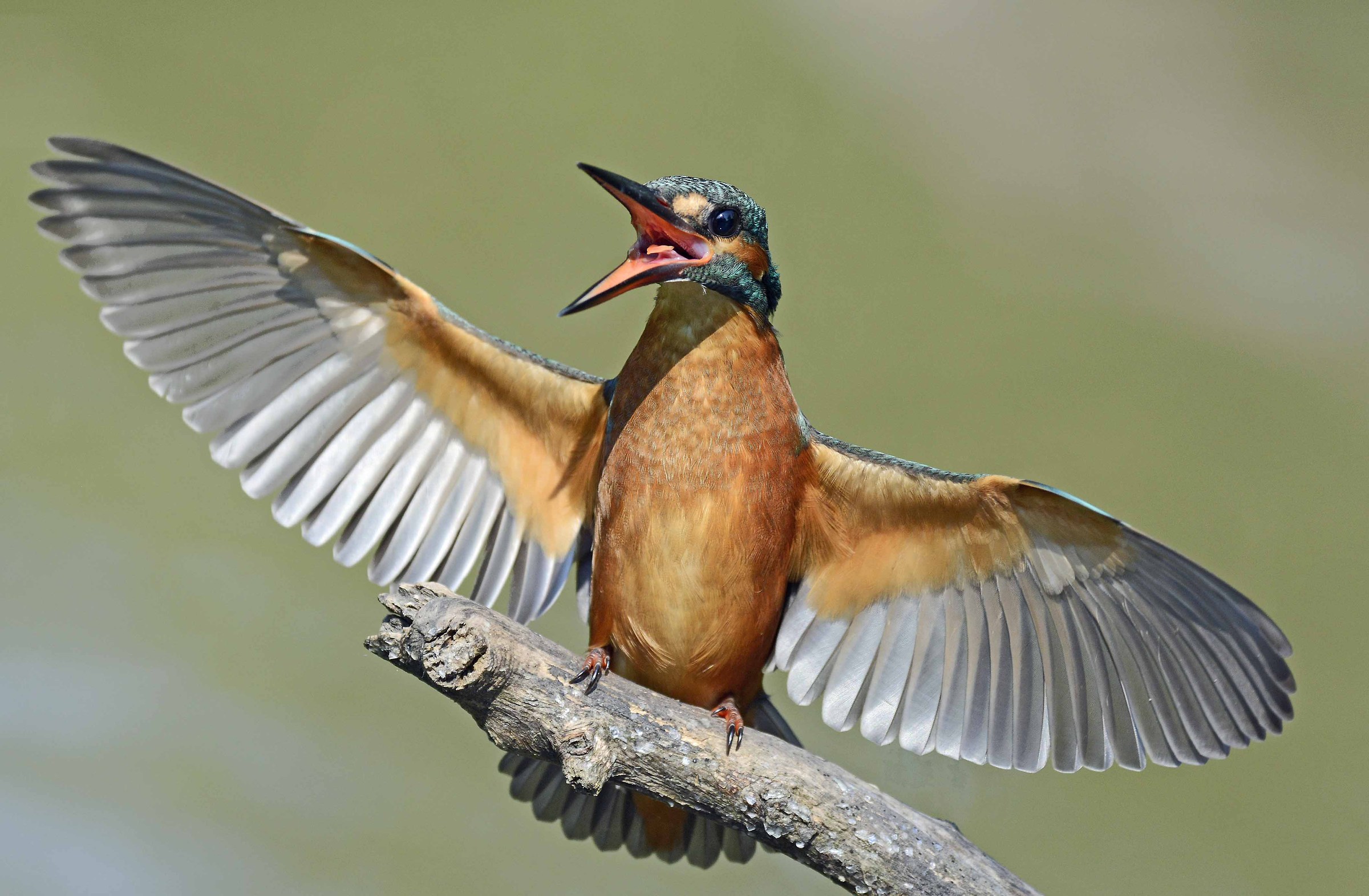 Martin Pescatore arrabbiato