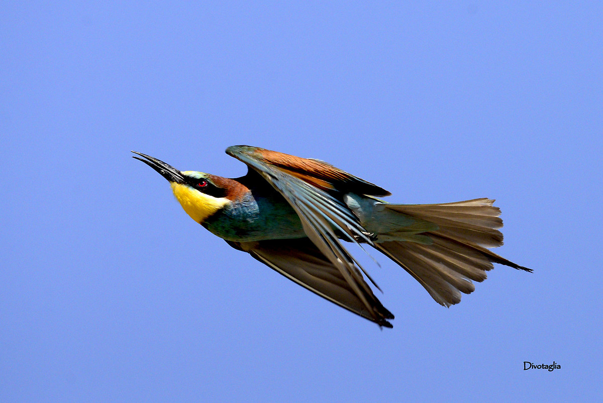Flight of bee-eater