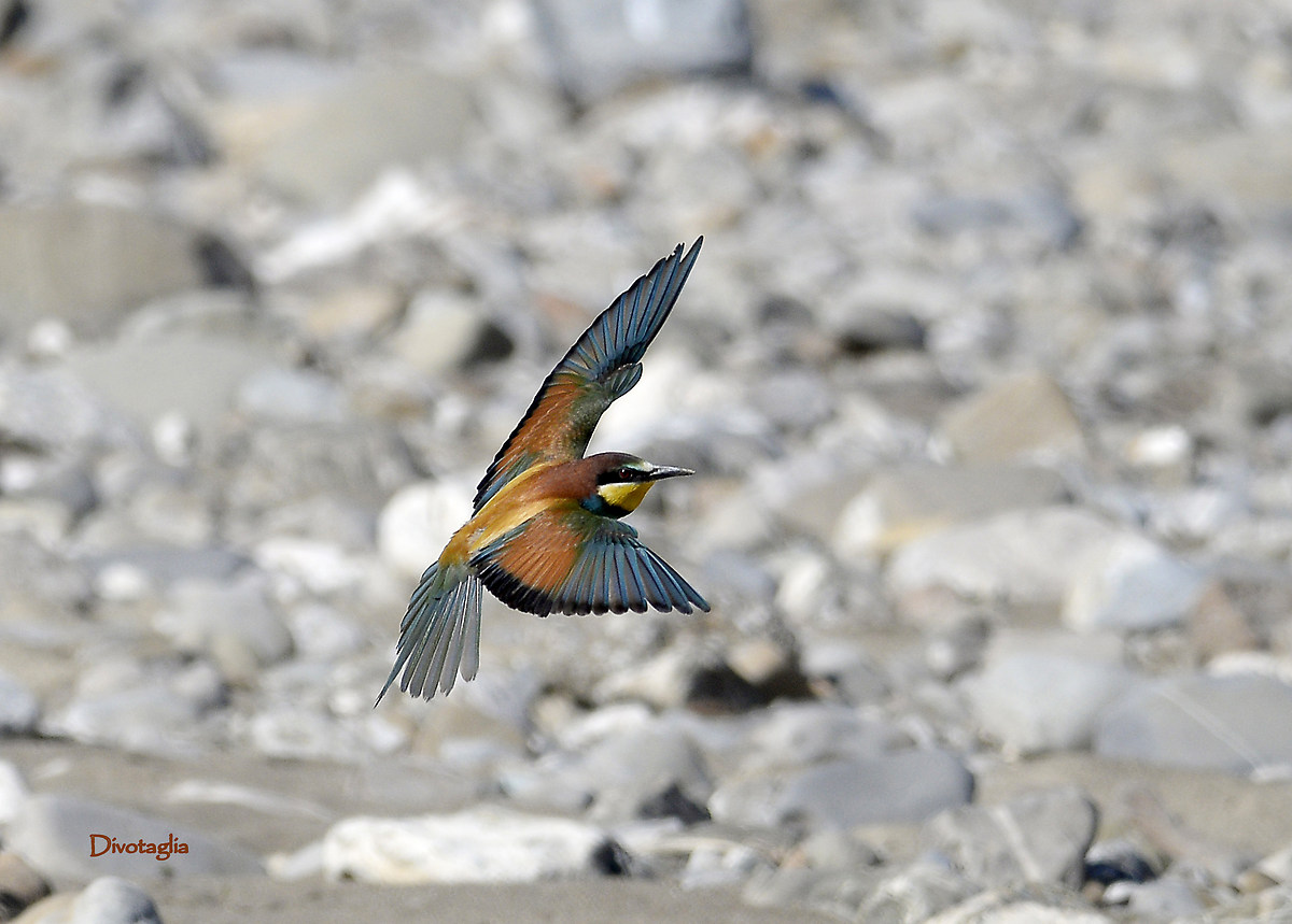 Flight of bee-eater