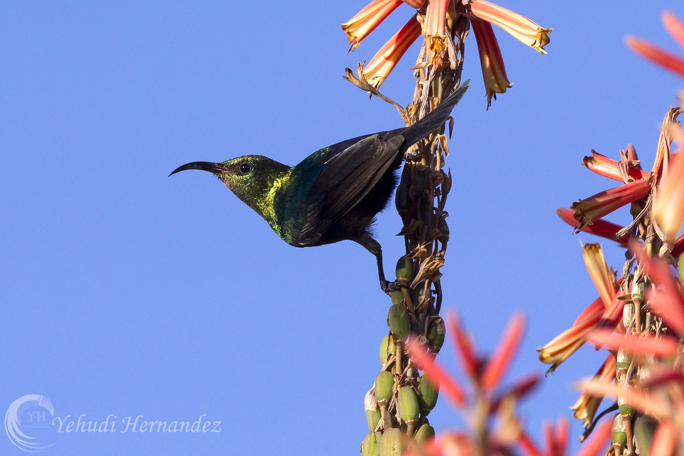 Sunbird